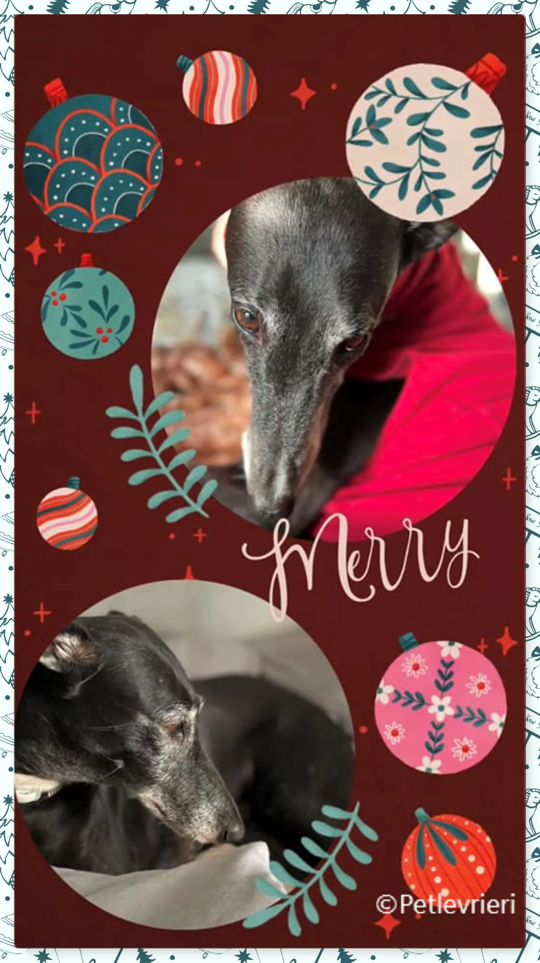 natale 2022 pet levrieri giulietta fey