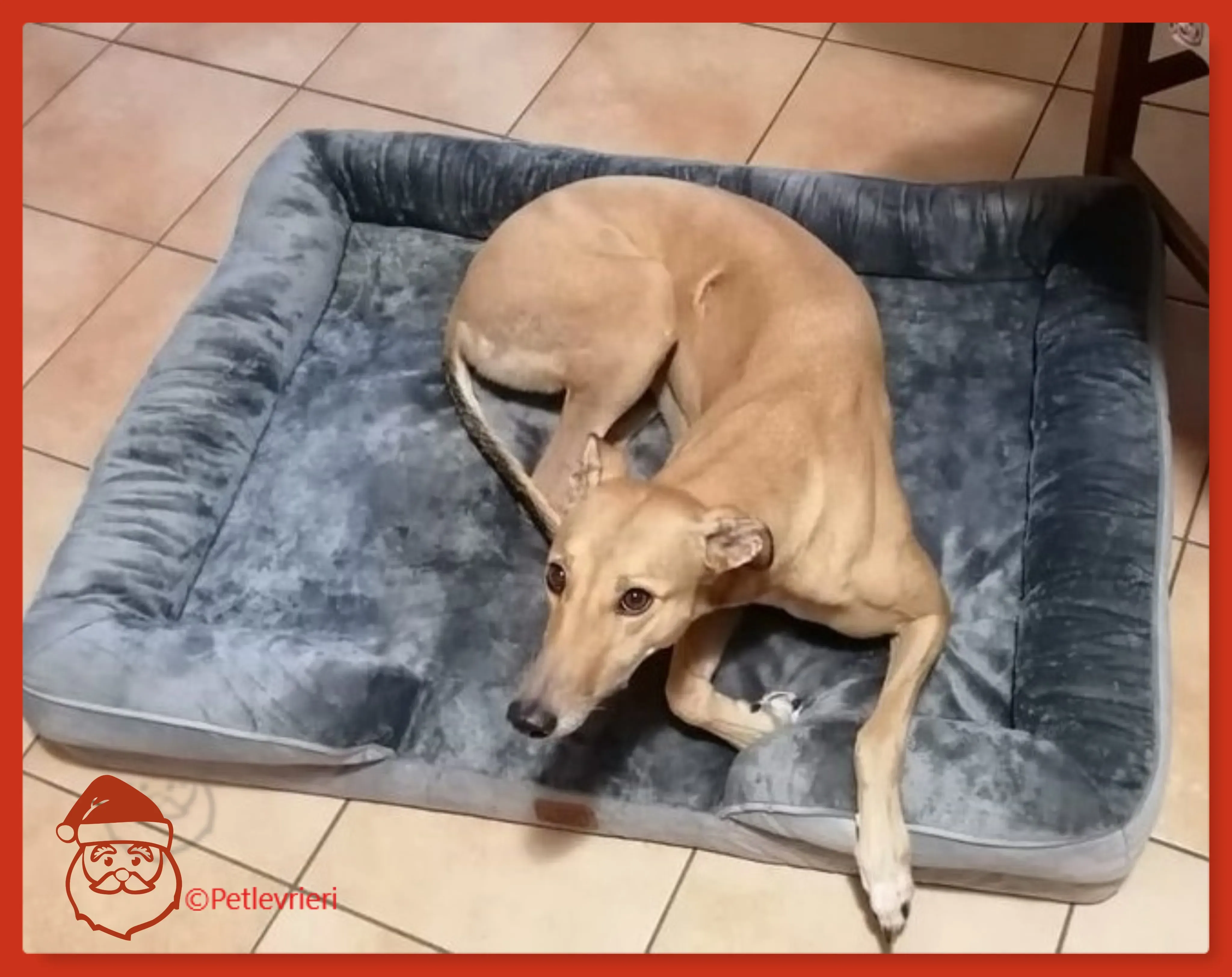 natale 2022 pet levrieri greace