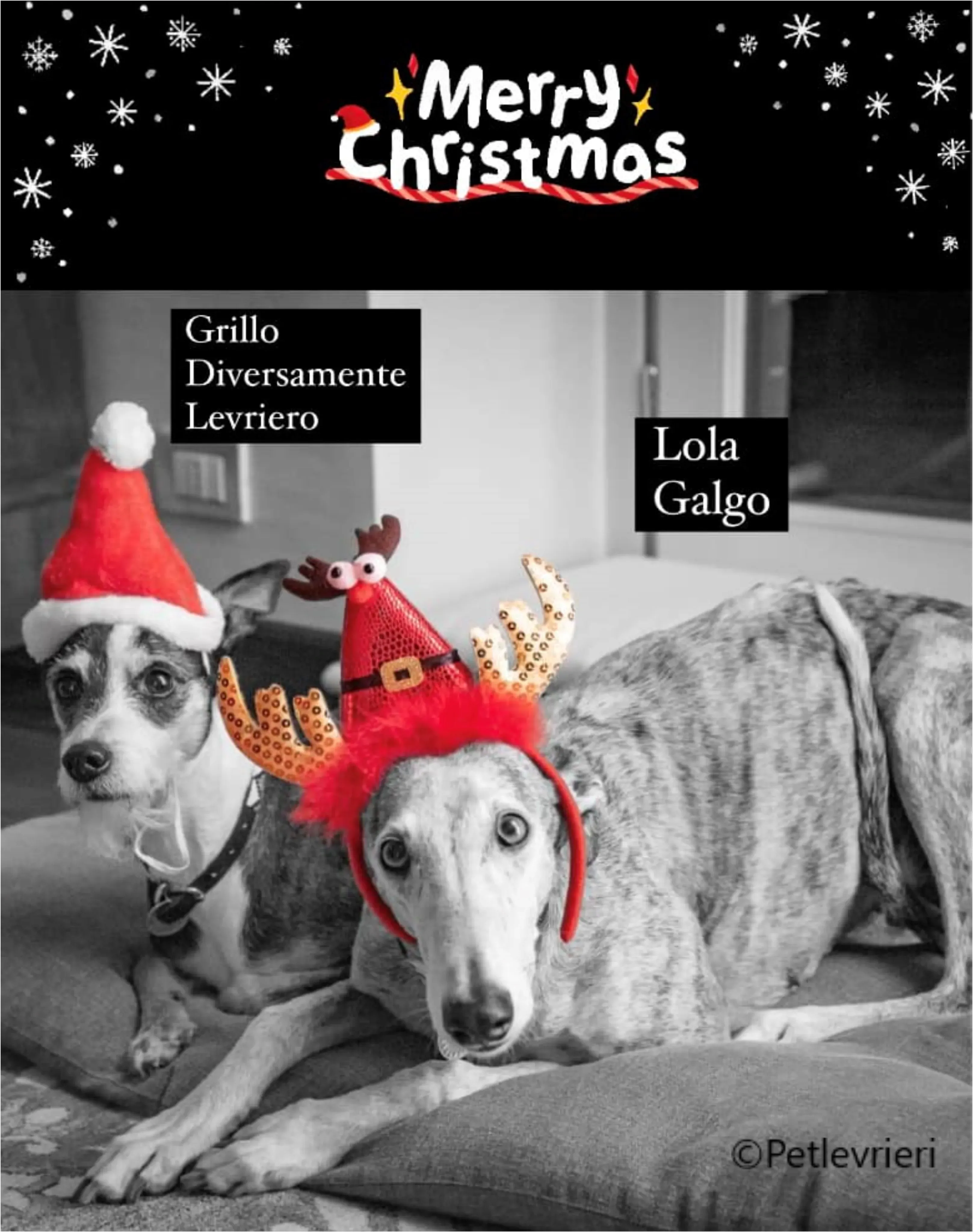 natale 2022 pet levrieri grillo lola