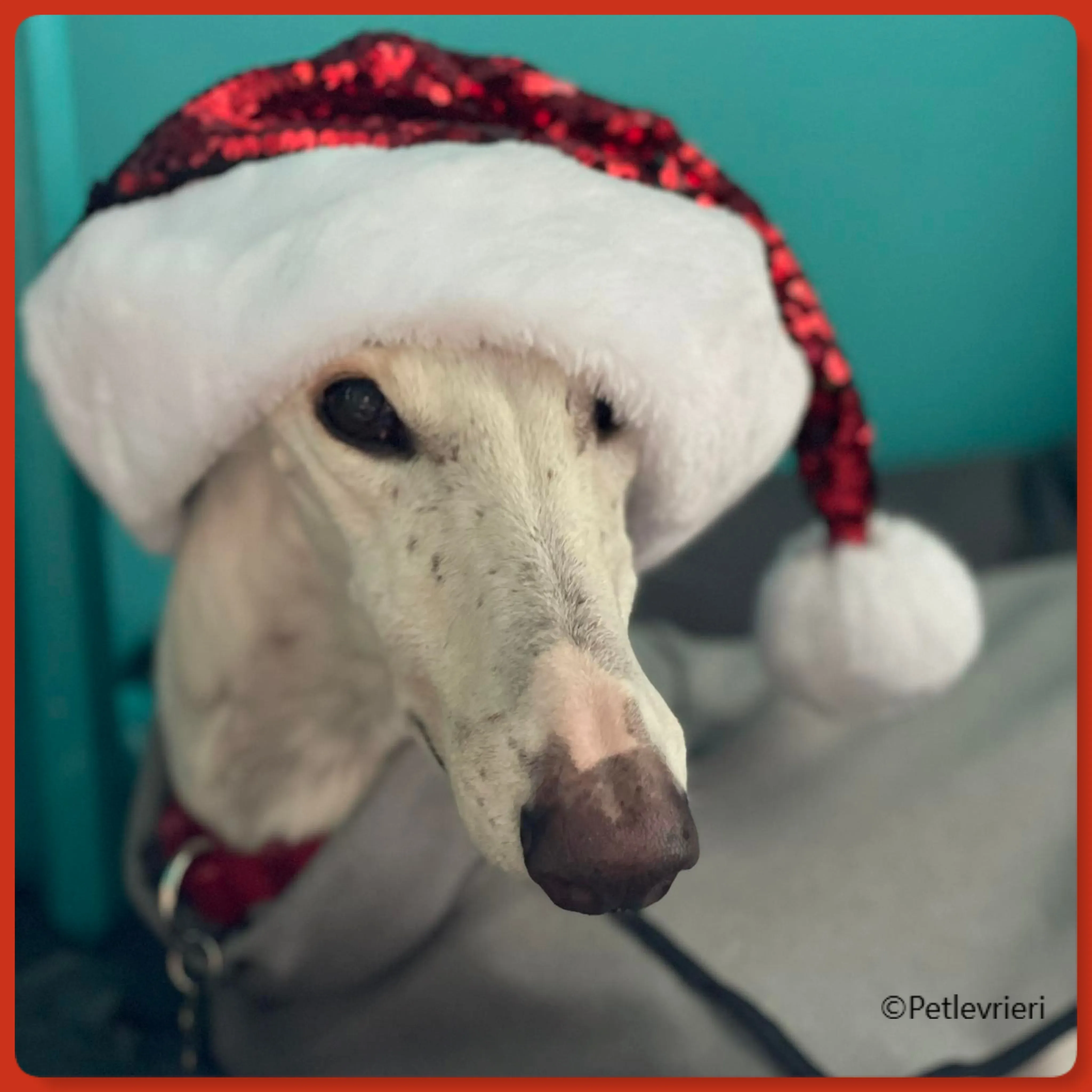 natale 2022 pet levrieri guinea