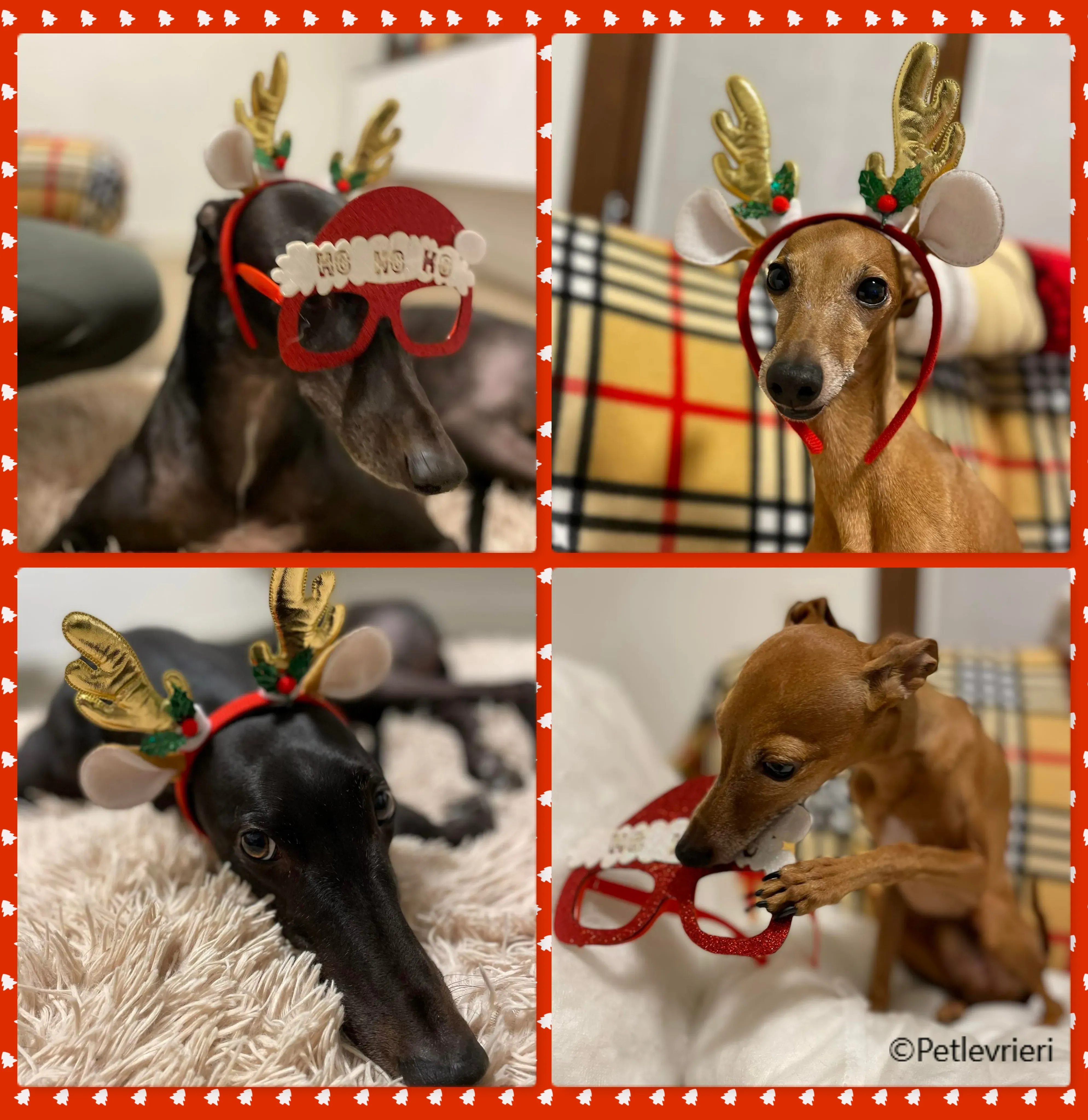 natale 2022 pet levrieri harry boris