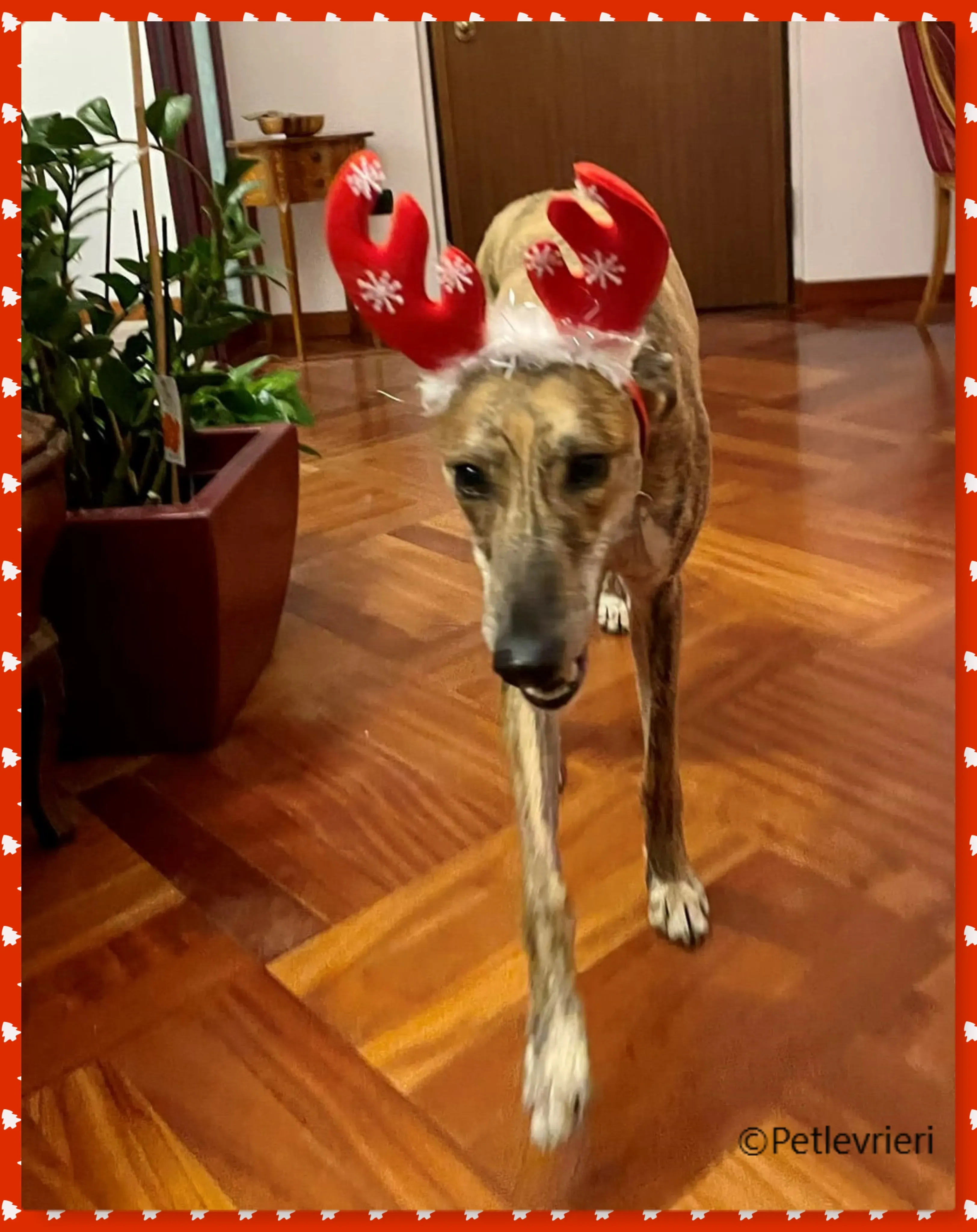 natale 2022 pet levrieri harry