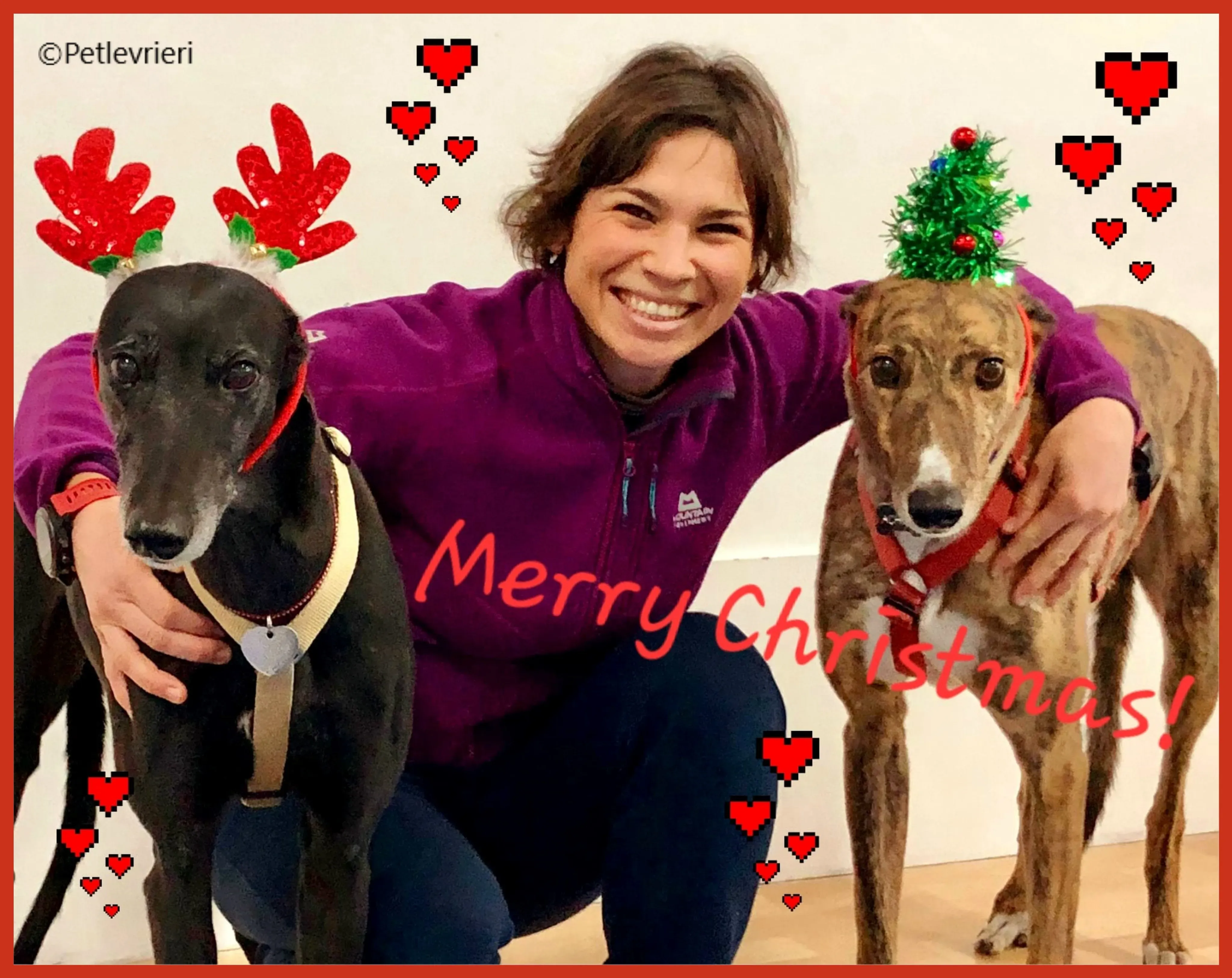 natale 2022 pet levrieri hattie achille