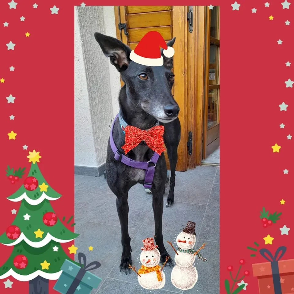 natale 2022 pet levrieri helga