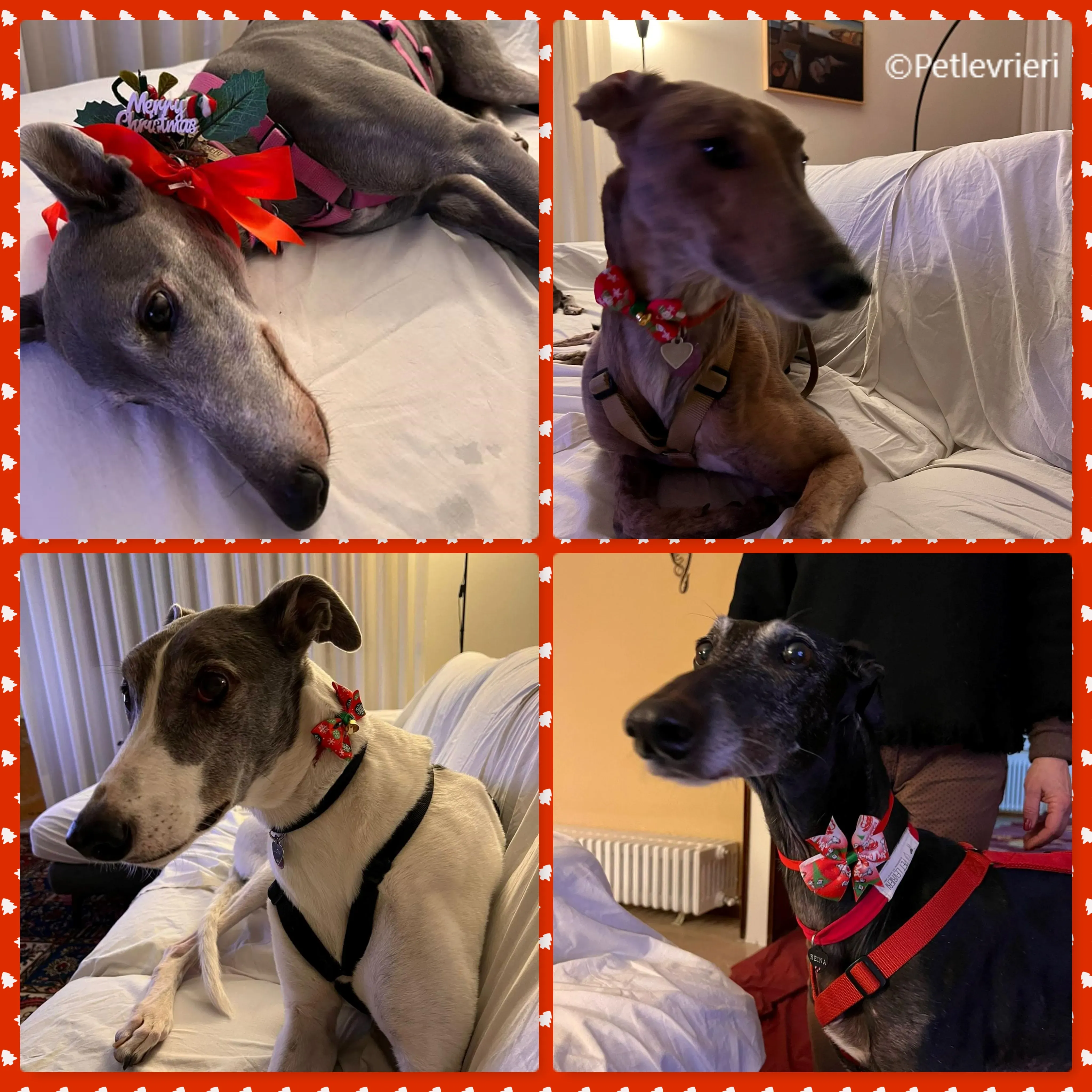 natale 2022 pet levrieri holisen ultan paddy.reina 