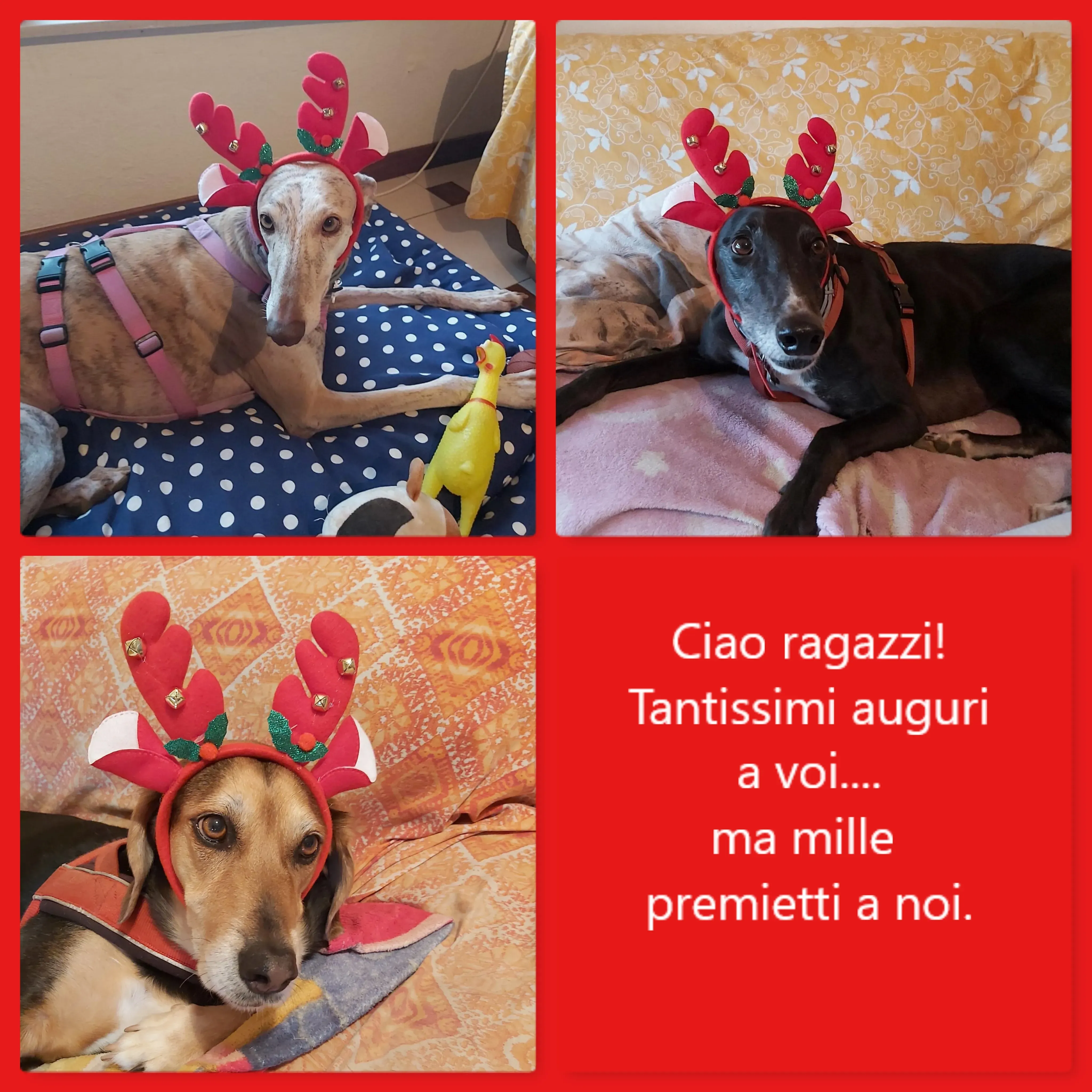 natale 2022 pet levrieri jimena regina lilly