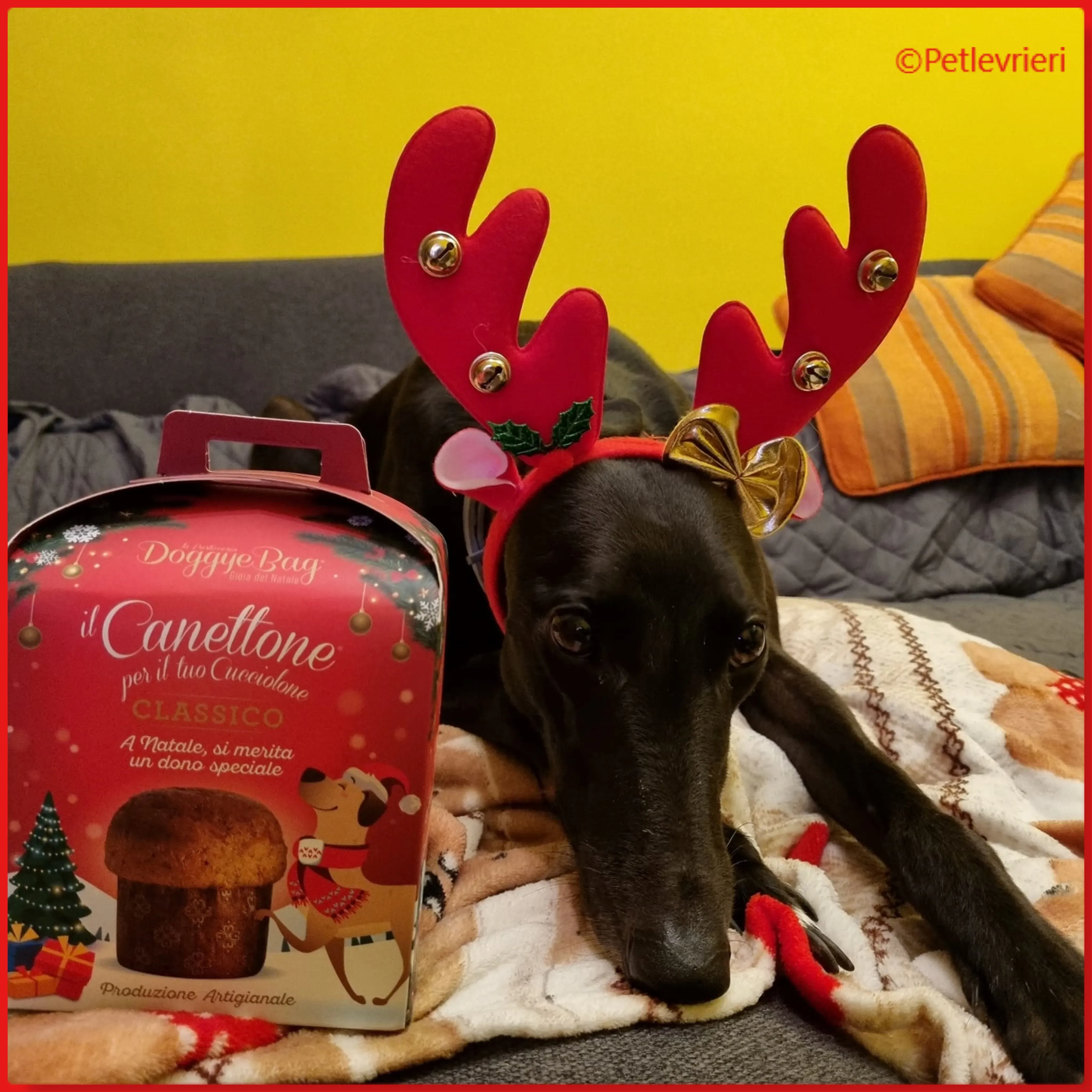 natale 2022 pet levrieri jiva