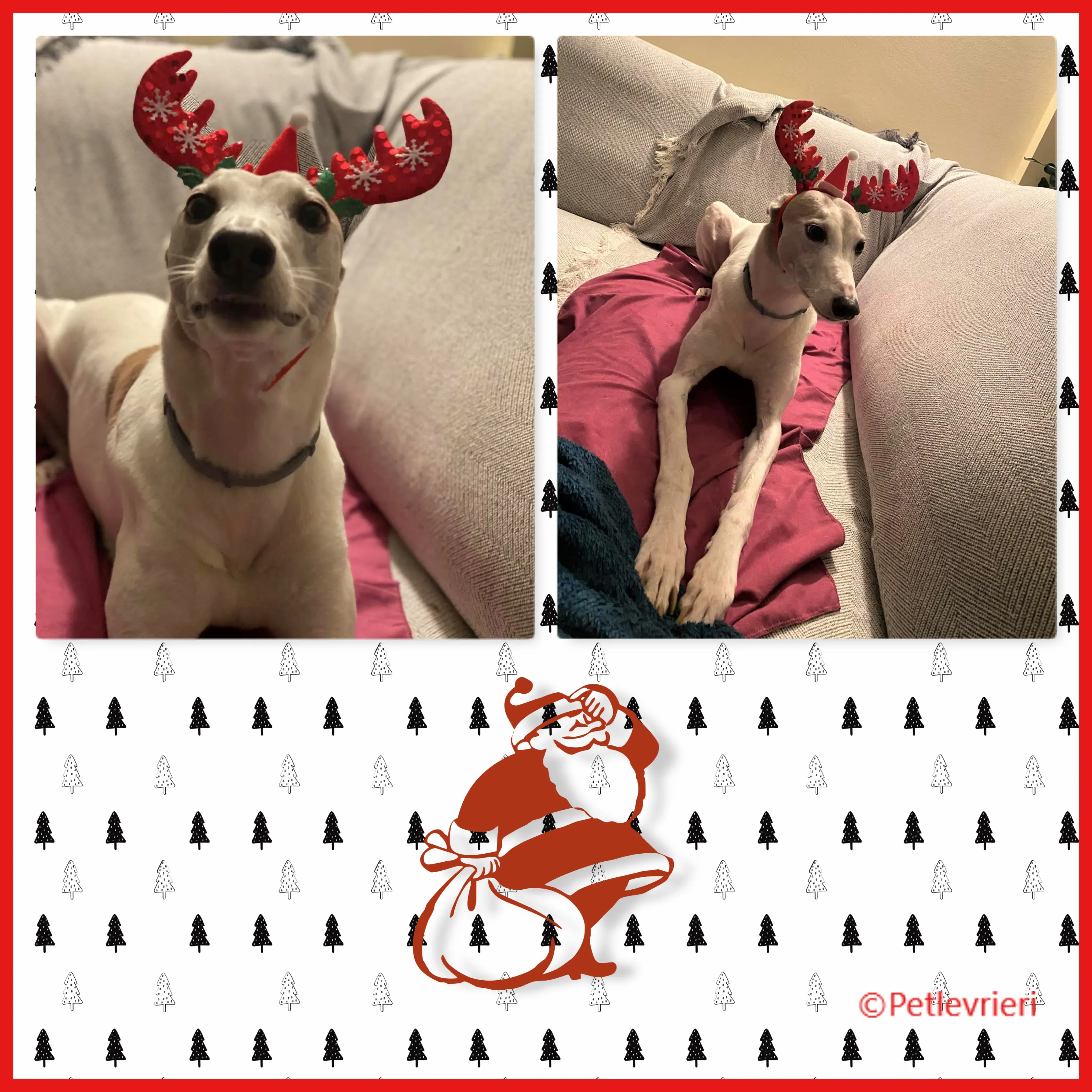 natale 2022 pet levrieri josie