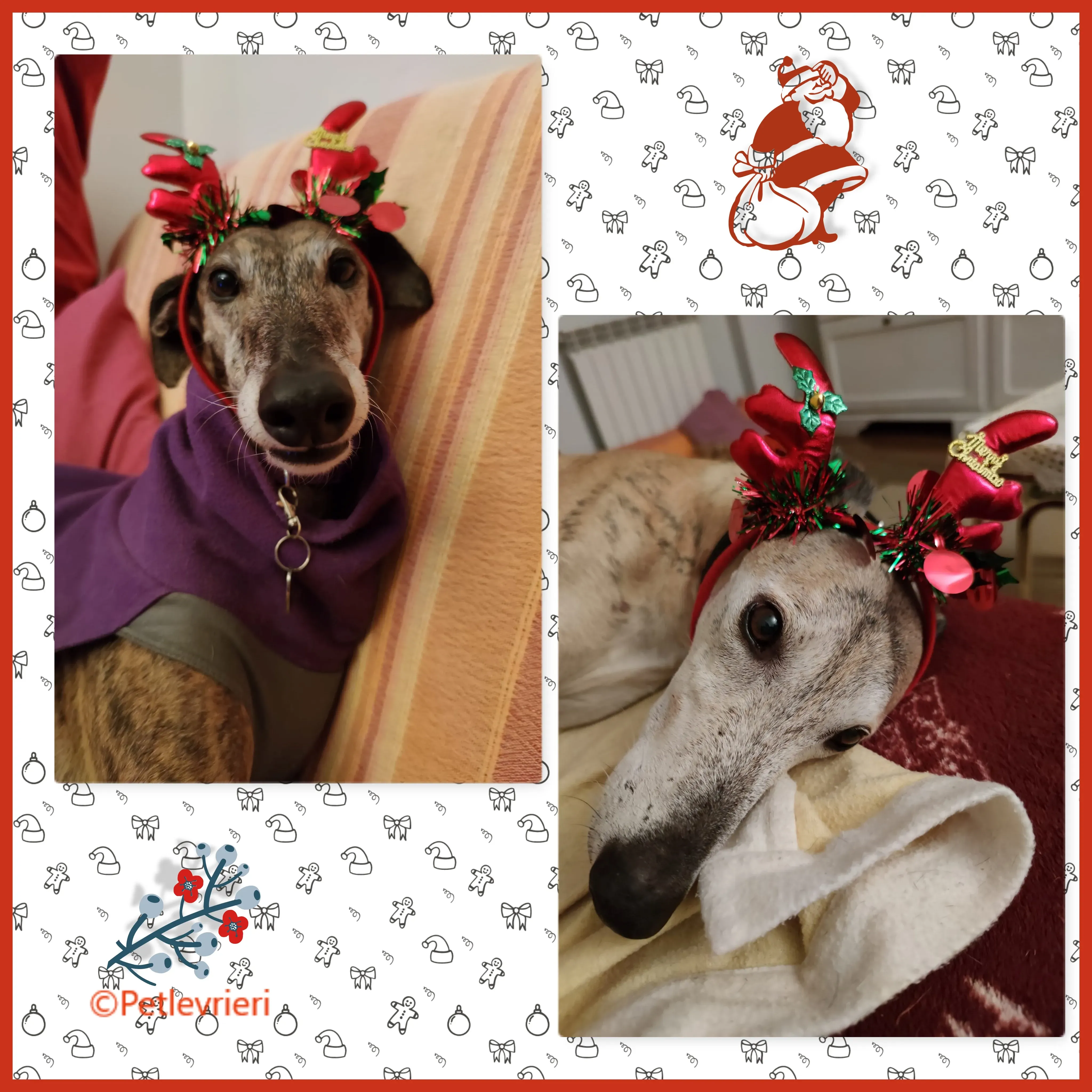 natale 2022 pet levrieri kali thanos