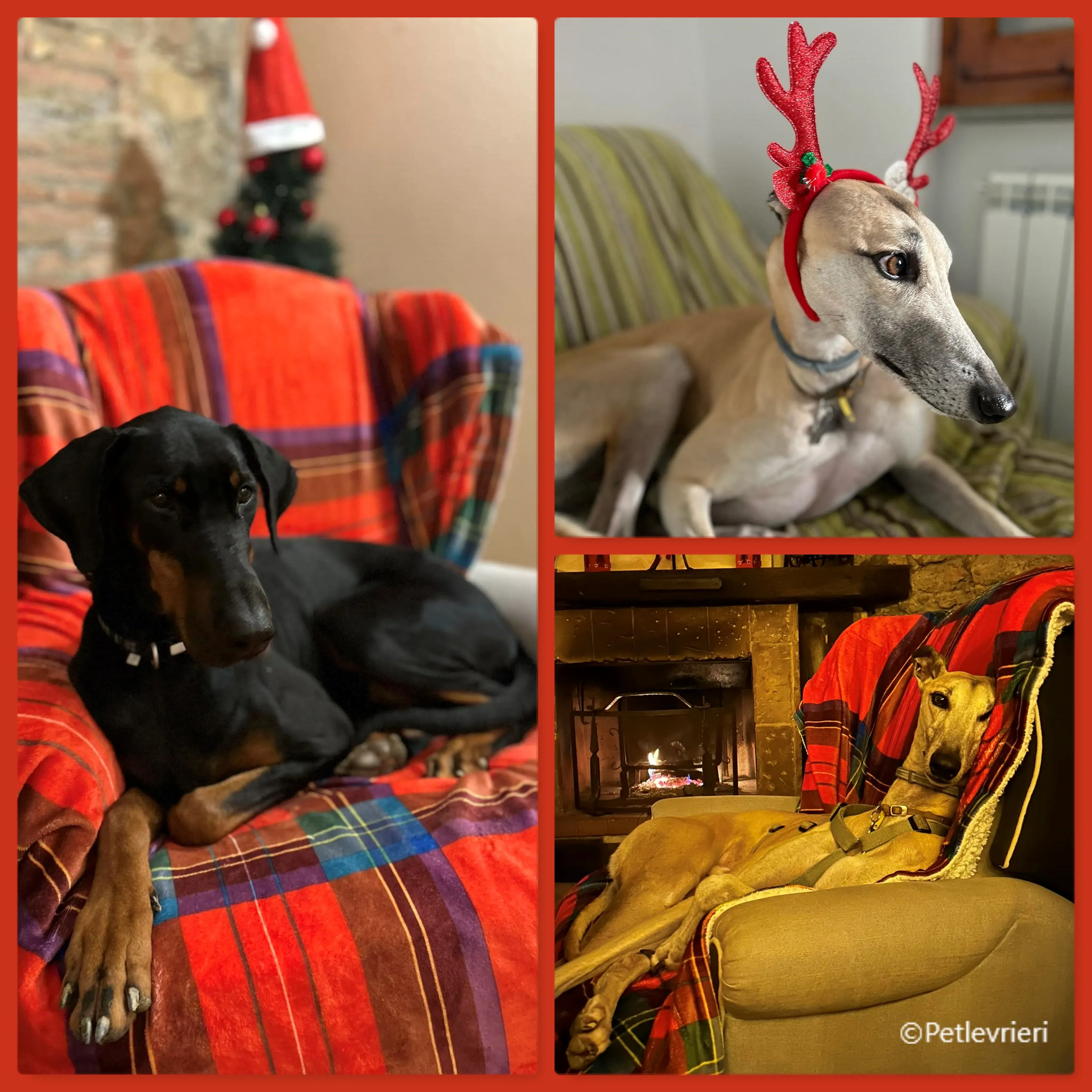 natale 2022 pet levrieri kiba kami