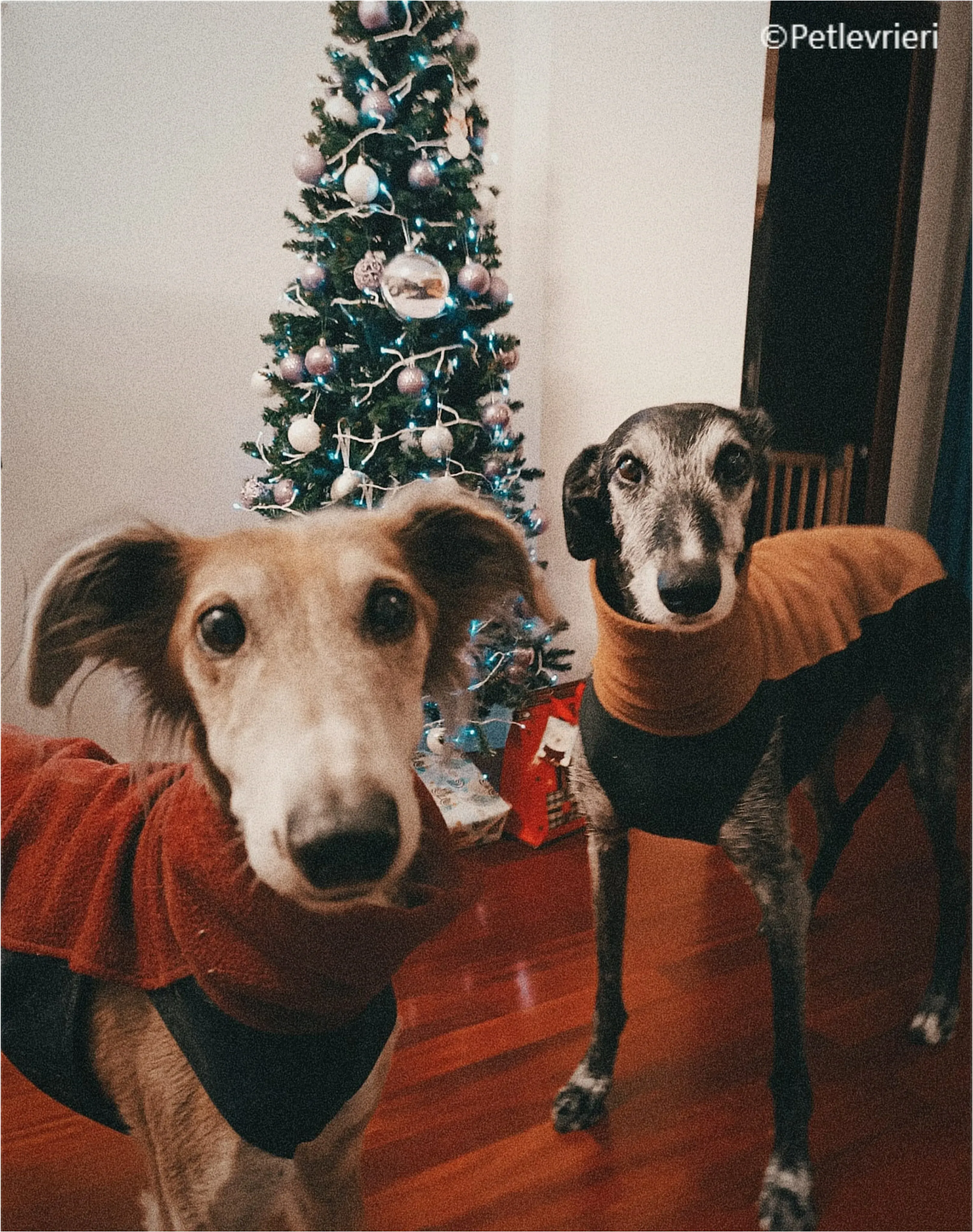 natale 2022 pet levrieri kida adolfo