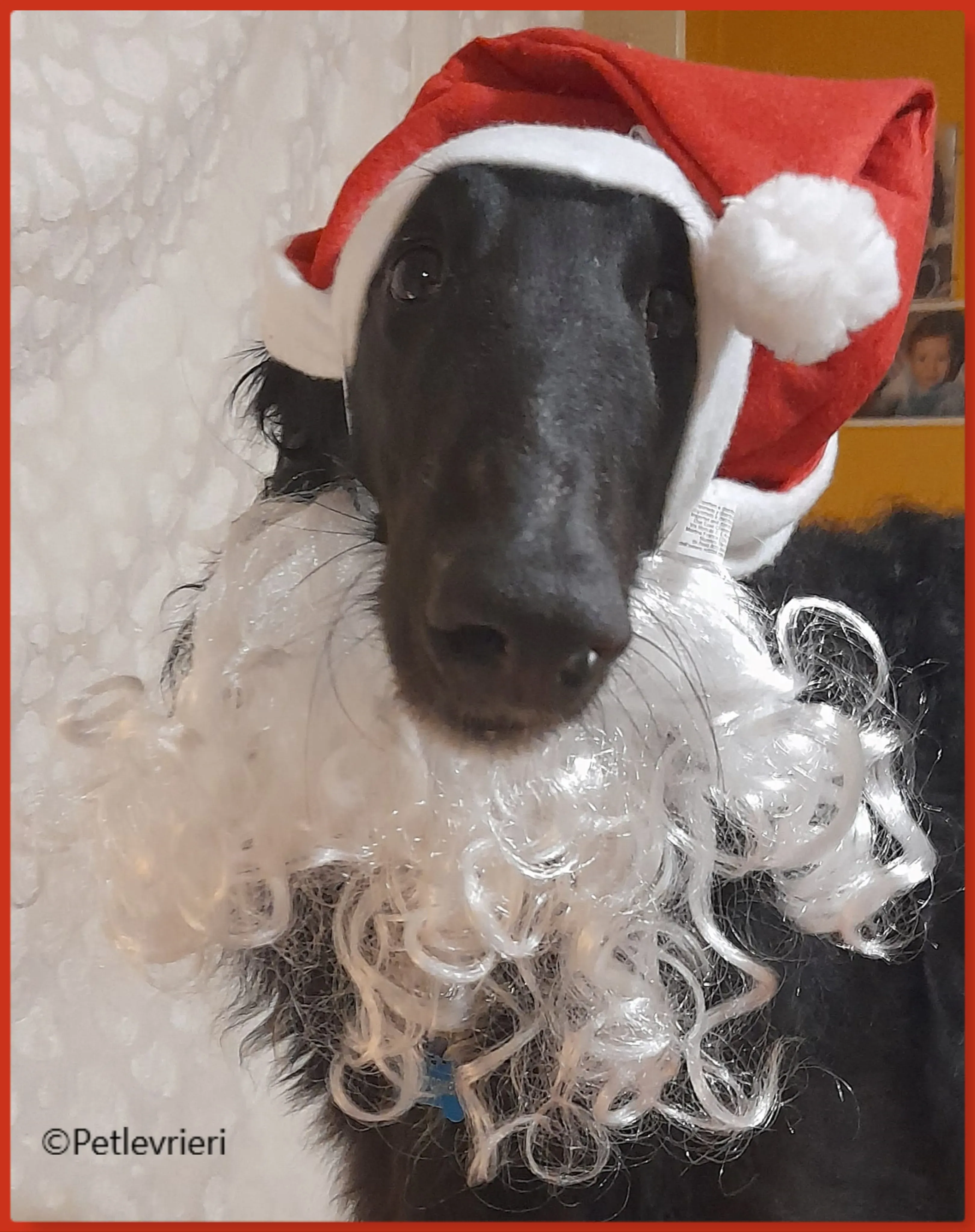 natale 2022 pet levrieri kristopher