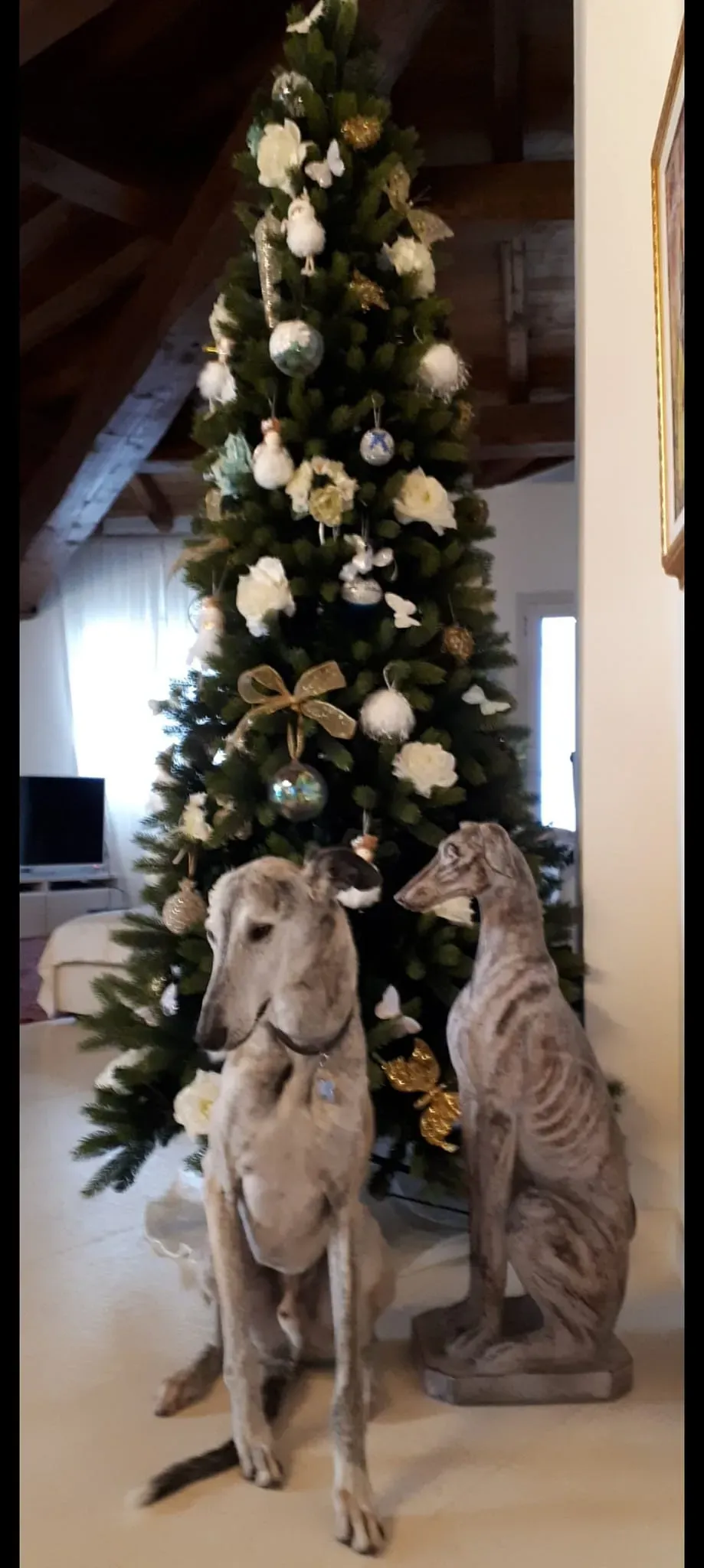 natale 2022 pet levrieri lagartijo