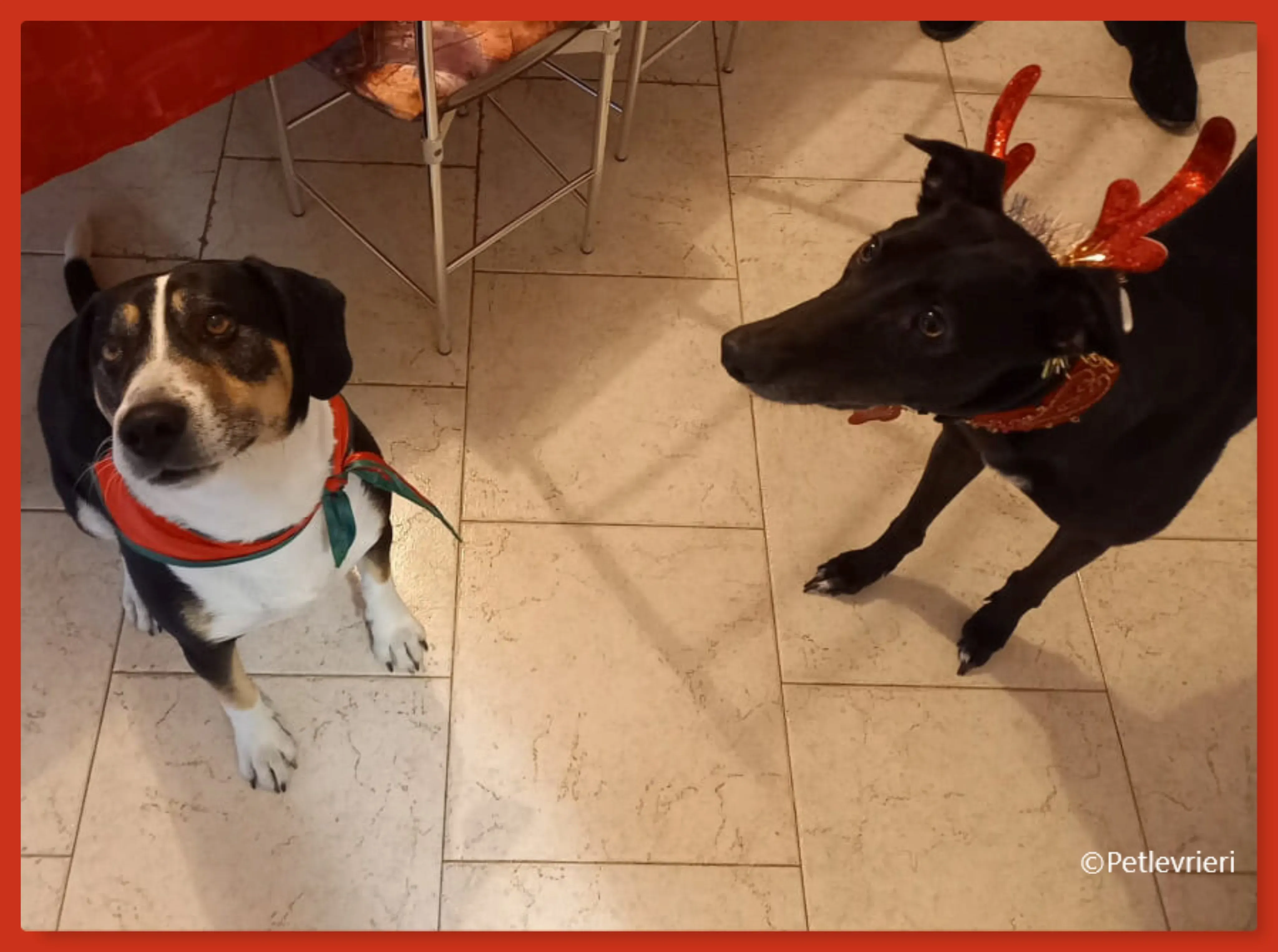 natale 2022 pet levrieri leo jade