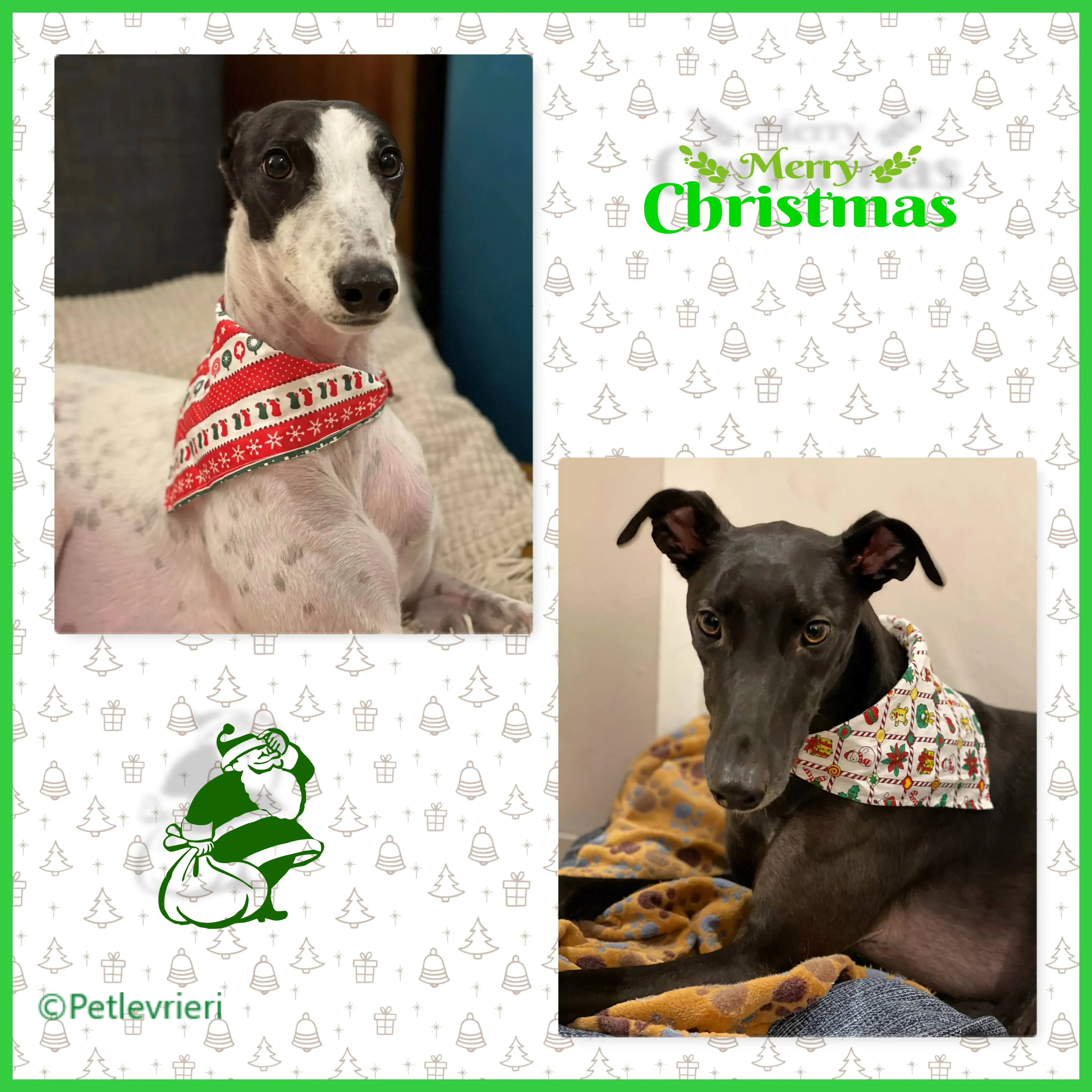 natale 2022 pet levrieri lexi thomas