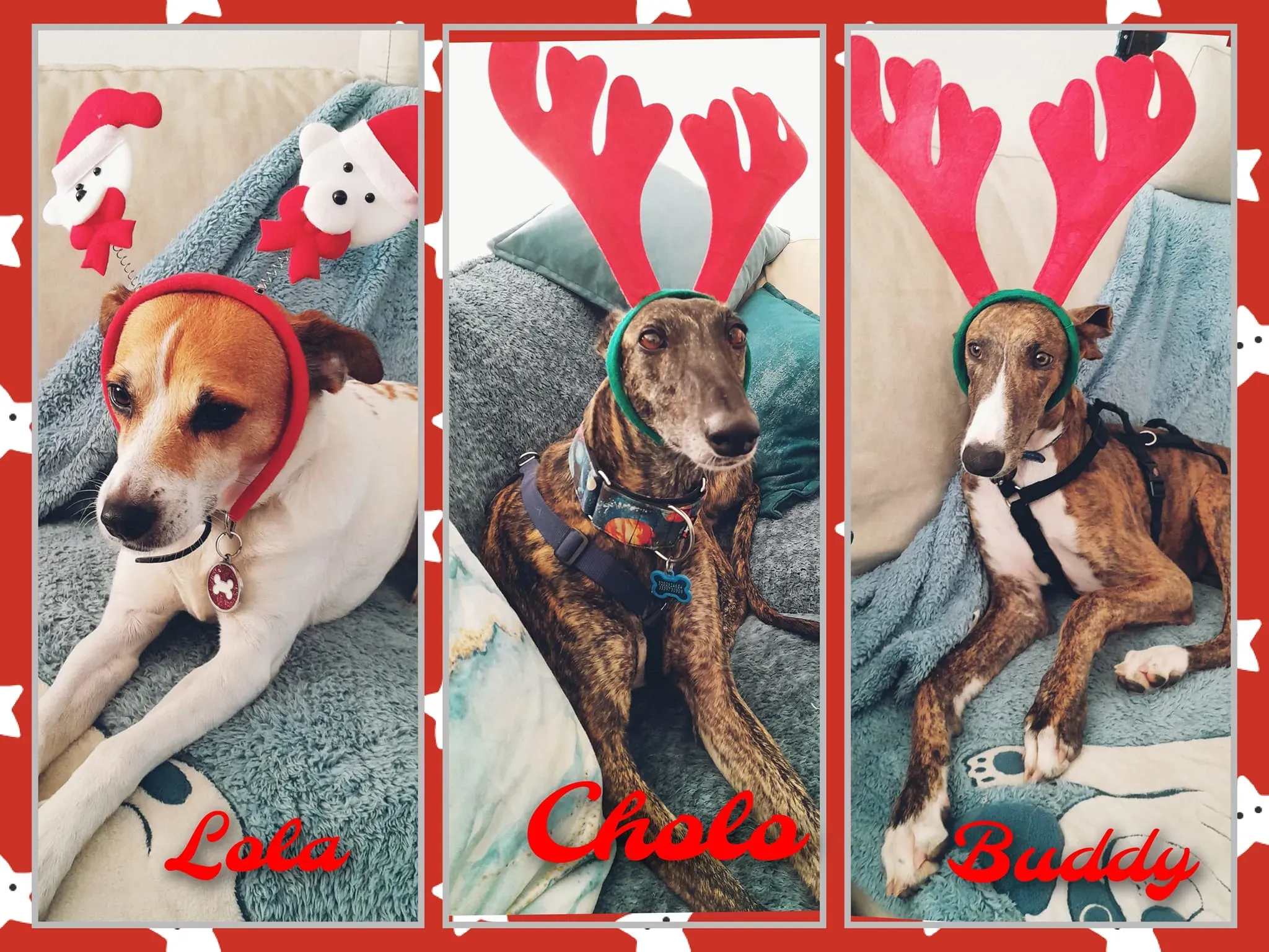 natale 2022 pet levrieri lola cholo buddy