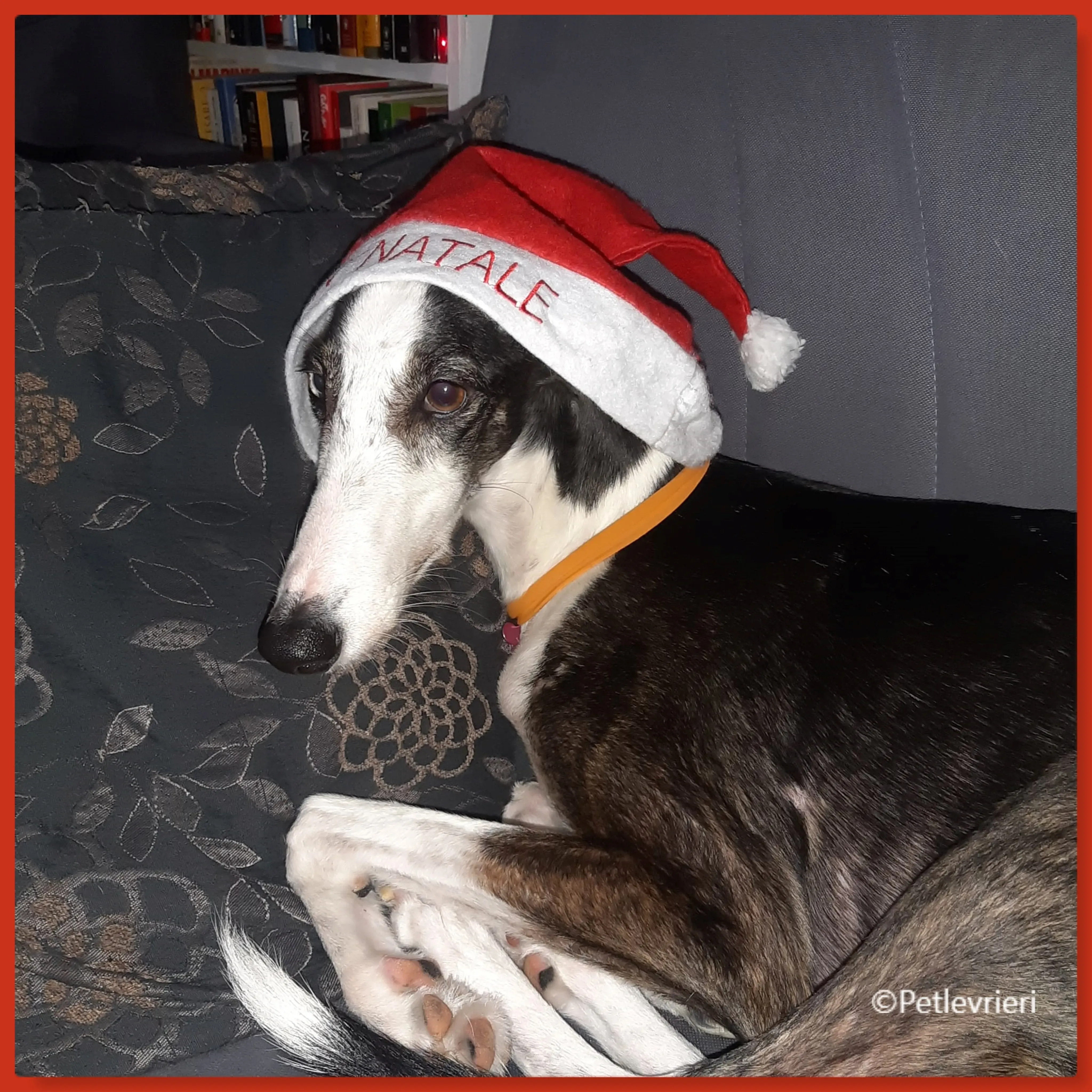 natale 2022 pet levrieri luce