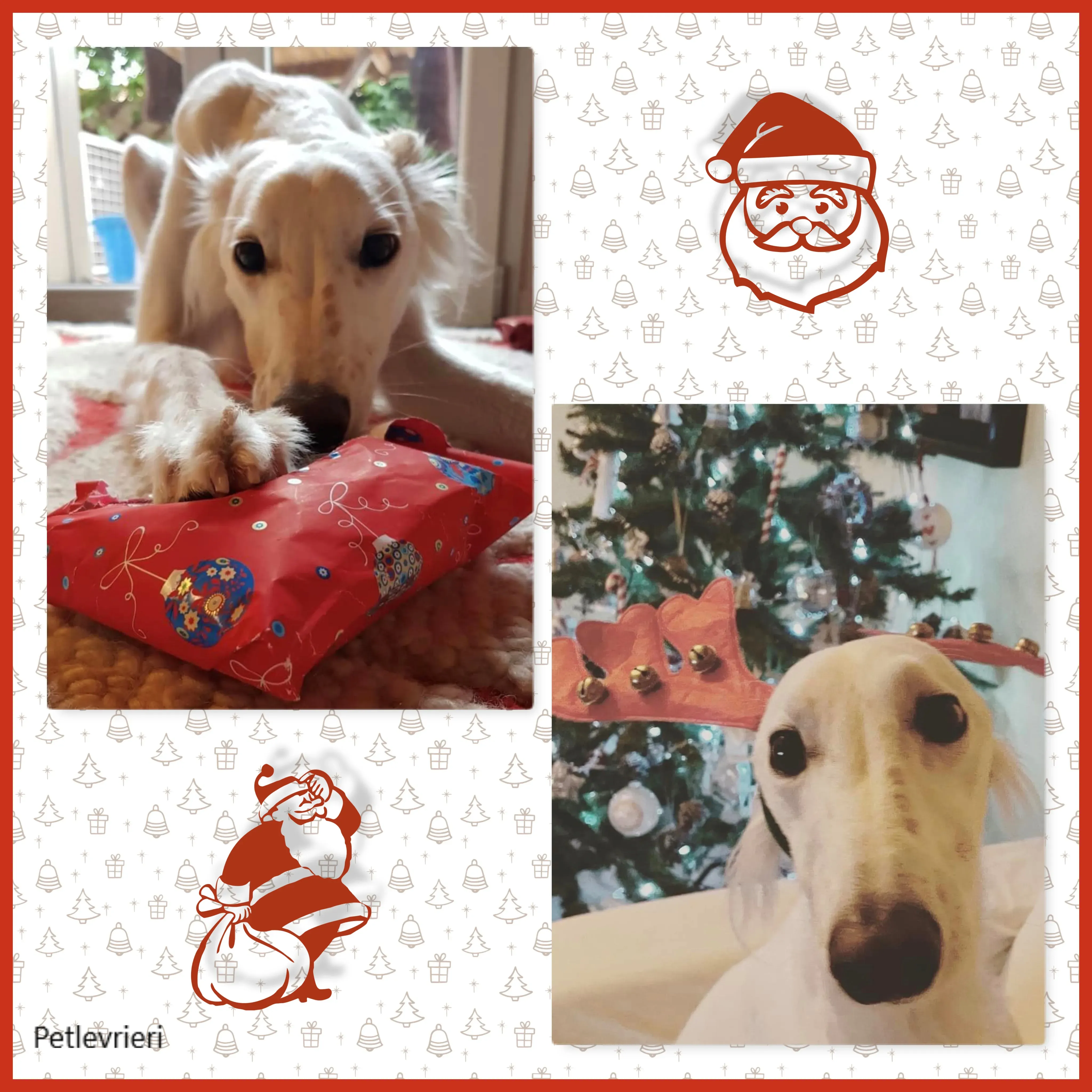 natale 2022 pet levrieri maddie 1