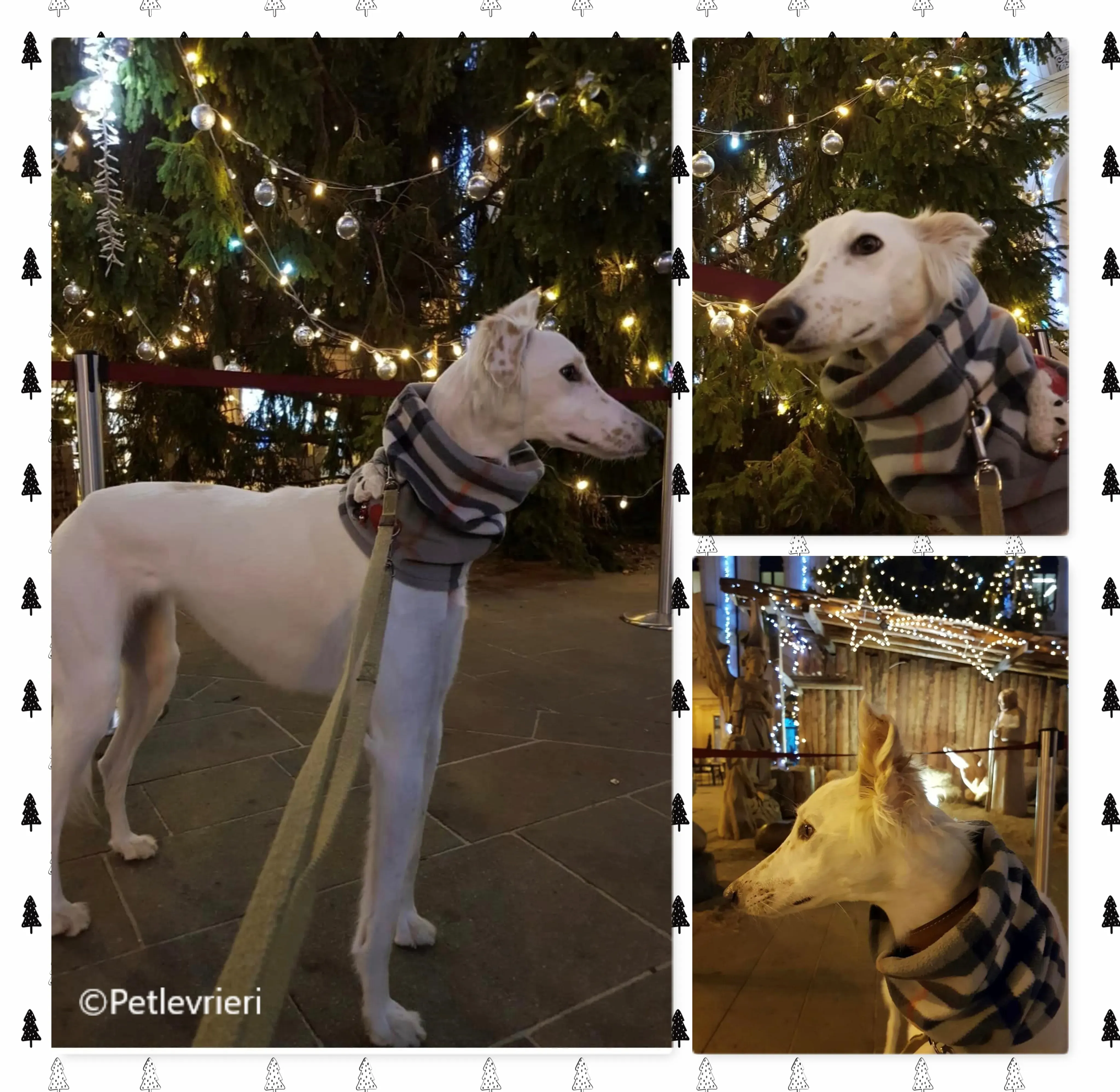 natale 2022 pet levrieri maddie 2