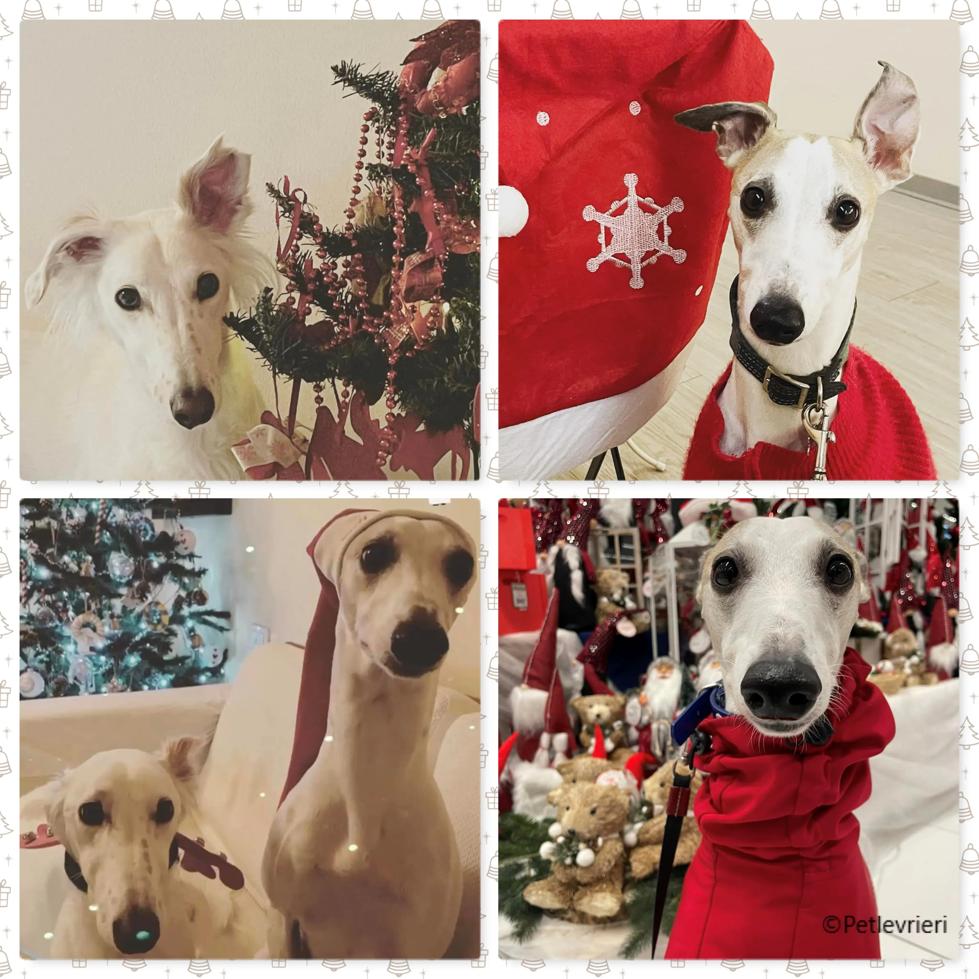 natale 2022 pet levrieri maddie flash 1