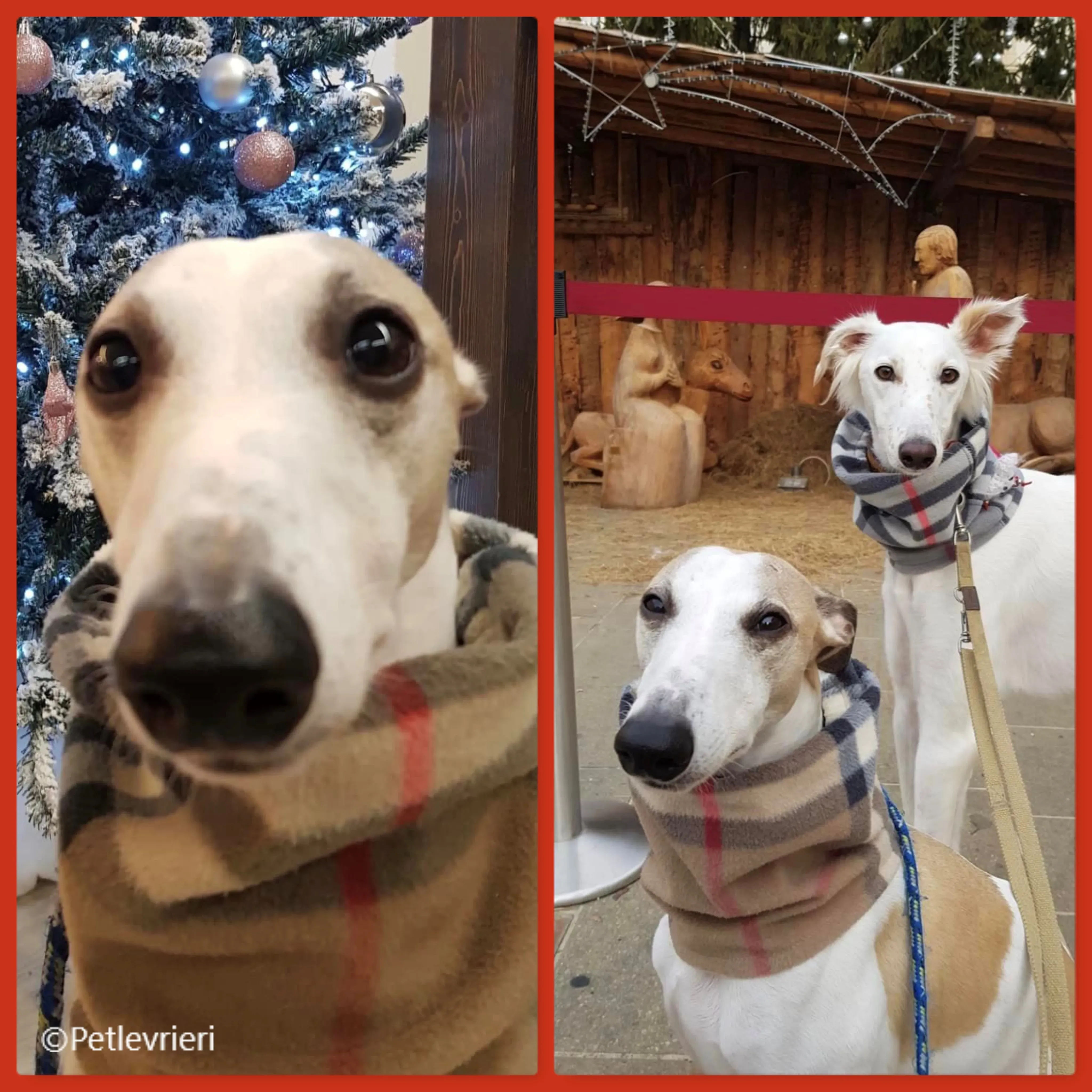 natale 2022 pet levrieri maddie flash