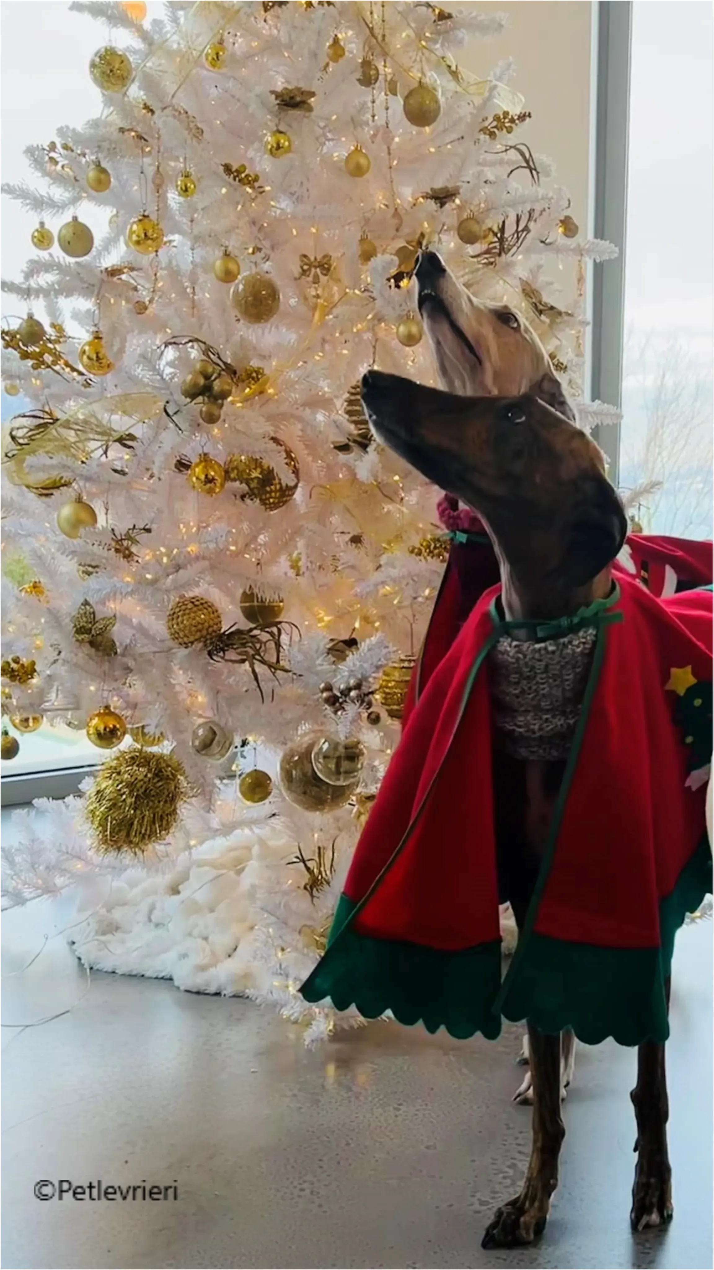 natale 2022 pet levrieri magica tristano