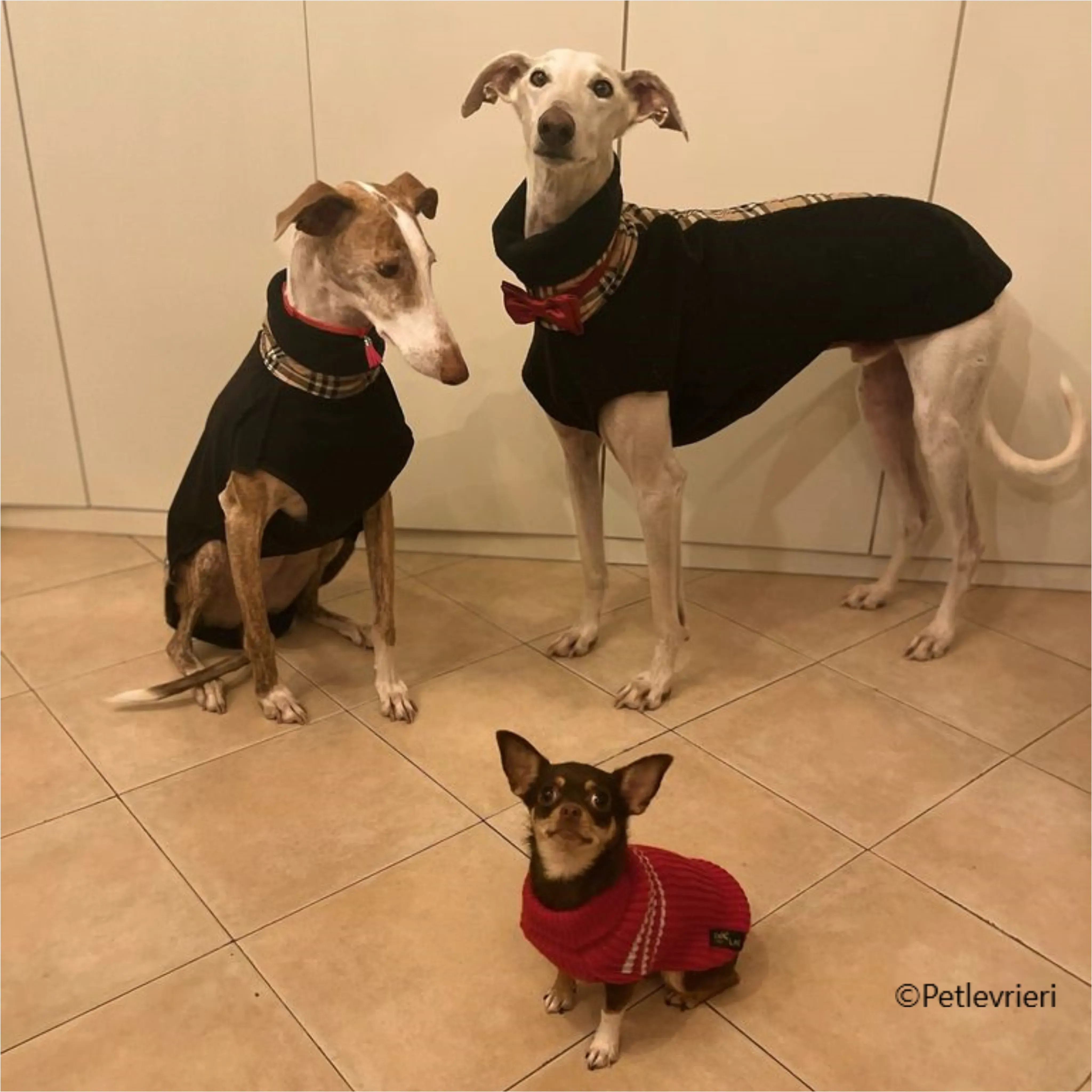 natale 2022 pet levrieri maite morengo nikita