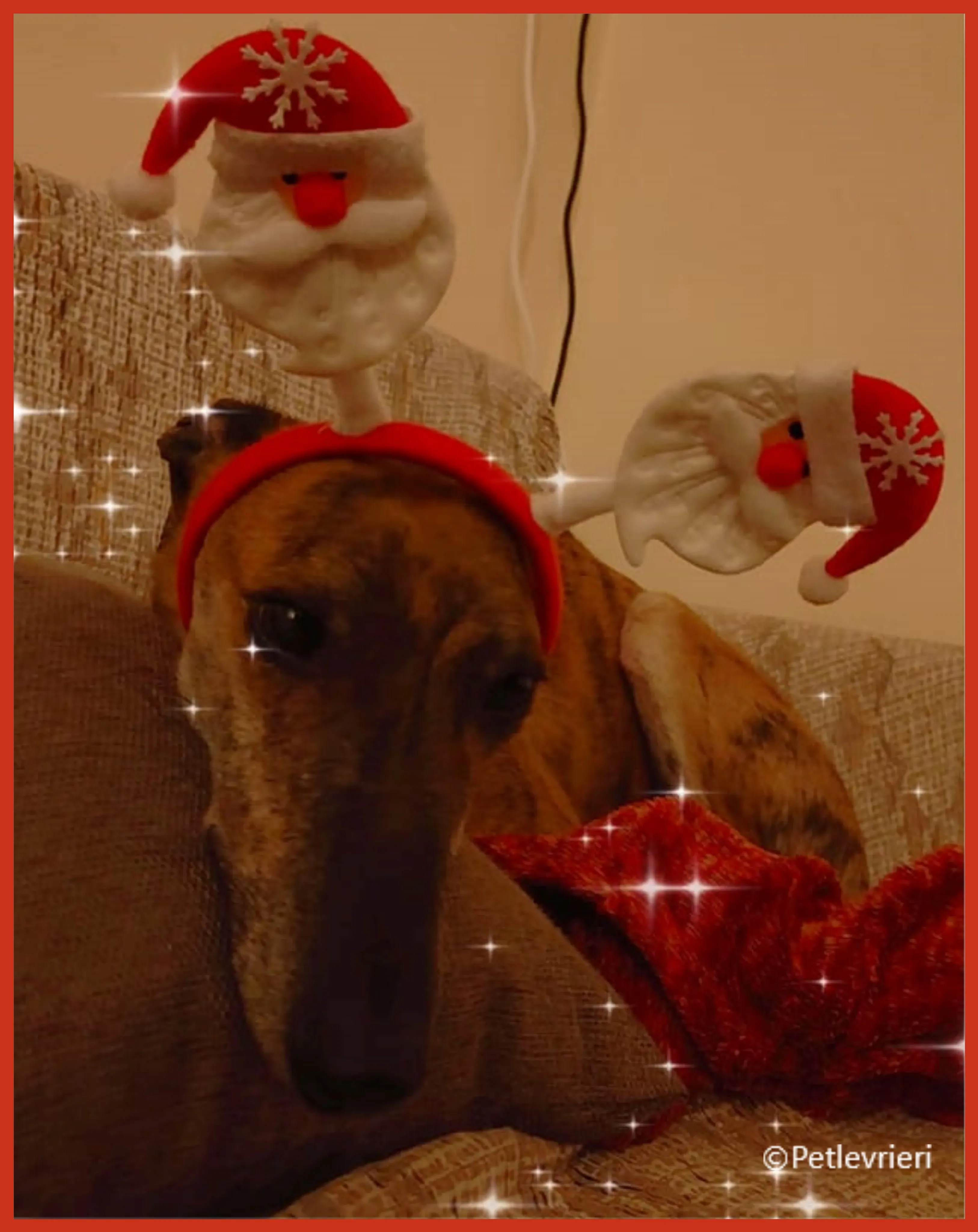 natale 2022 pet levrieri maty