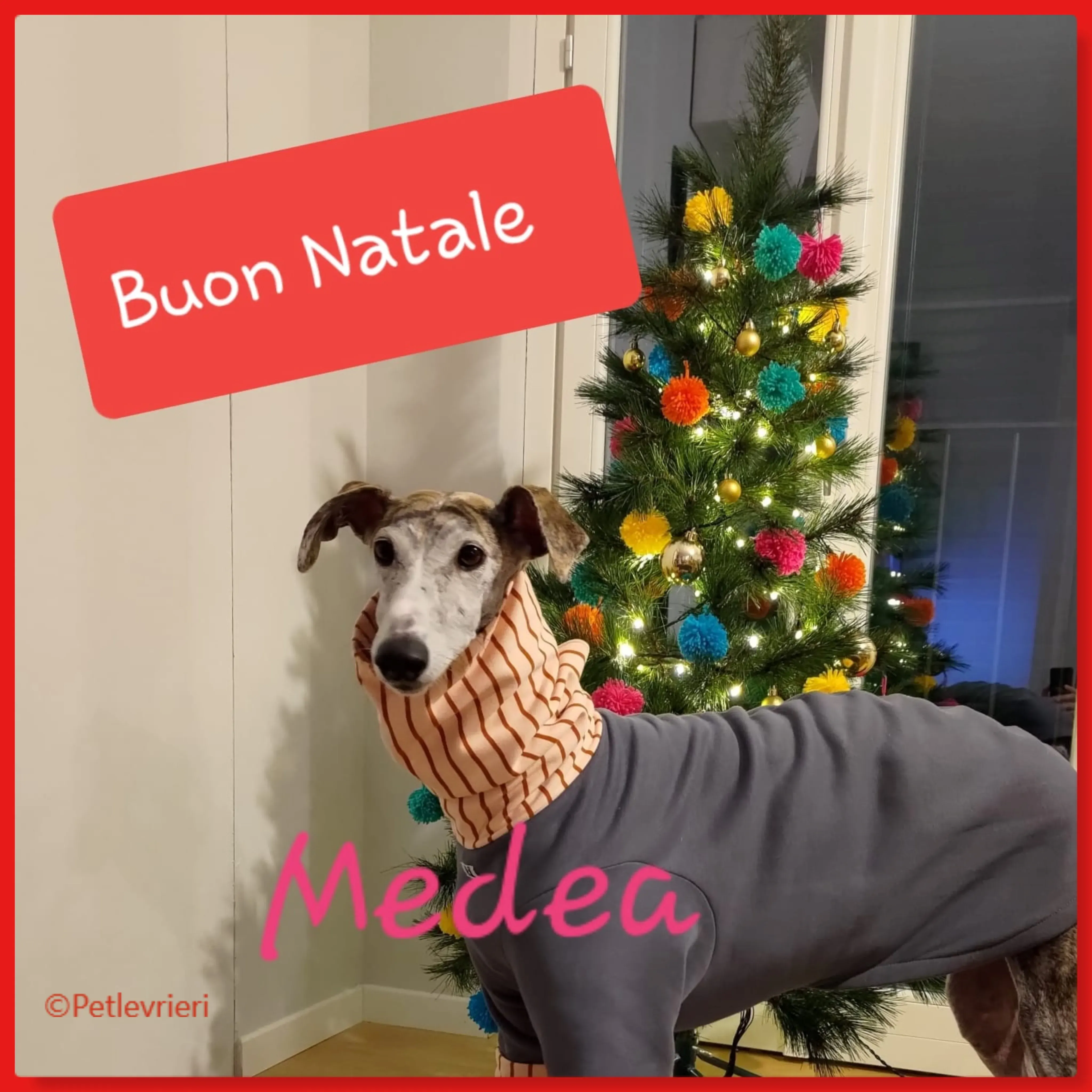 natale 2022 pet levrieri medea