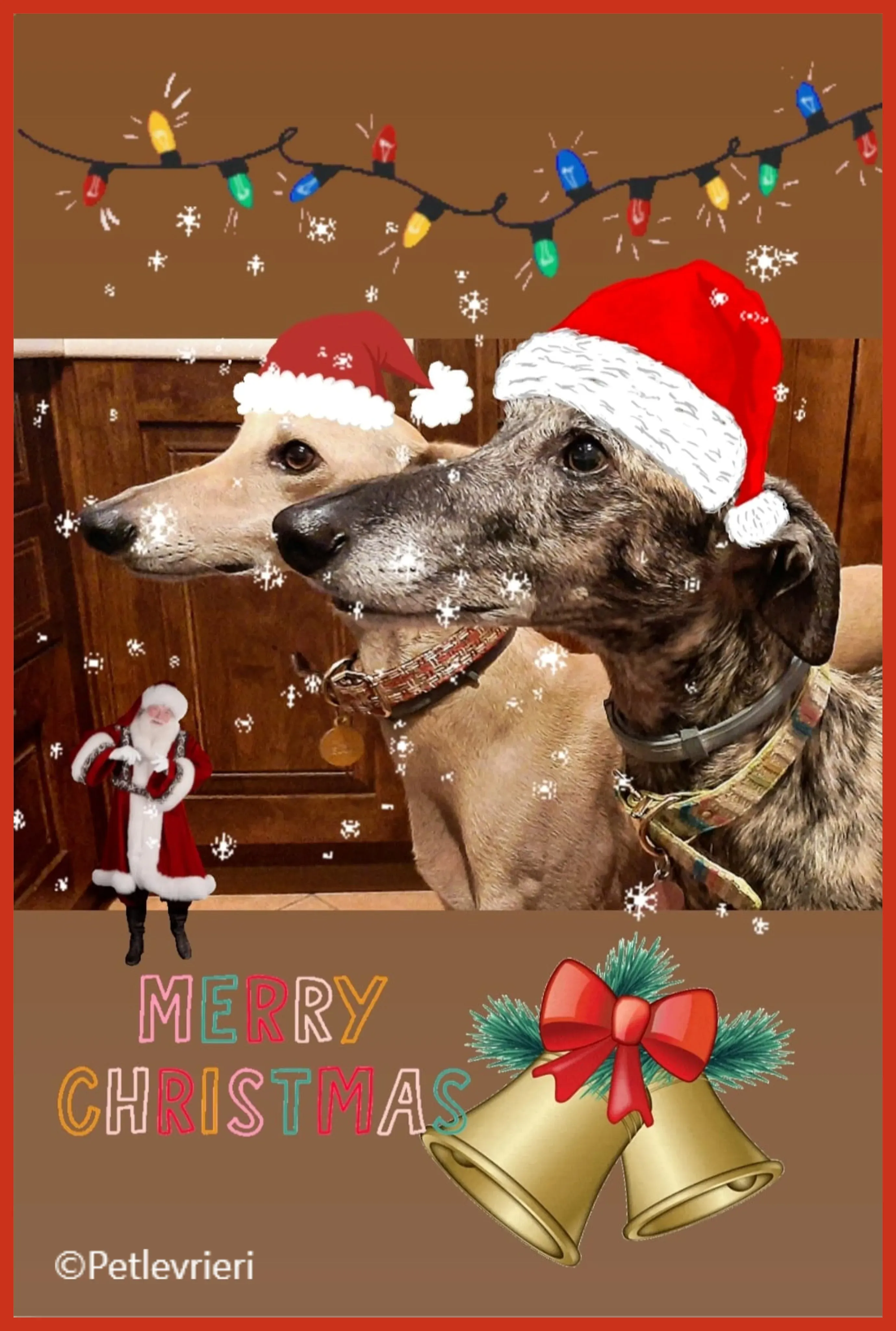 natale 2022 pet levrieri melody nathalie