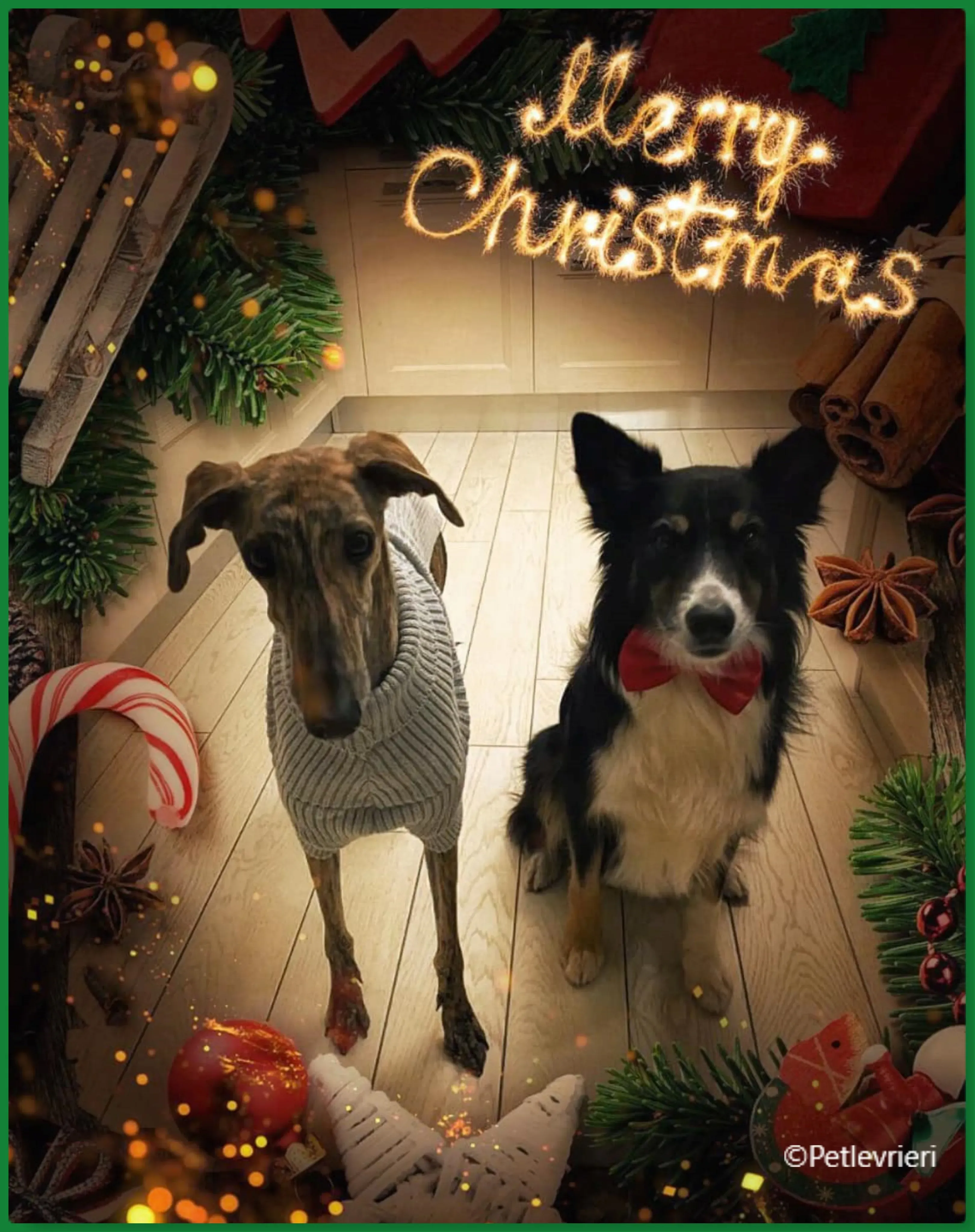 natale 2022 pet levrieri mia yanez