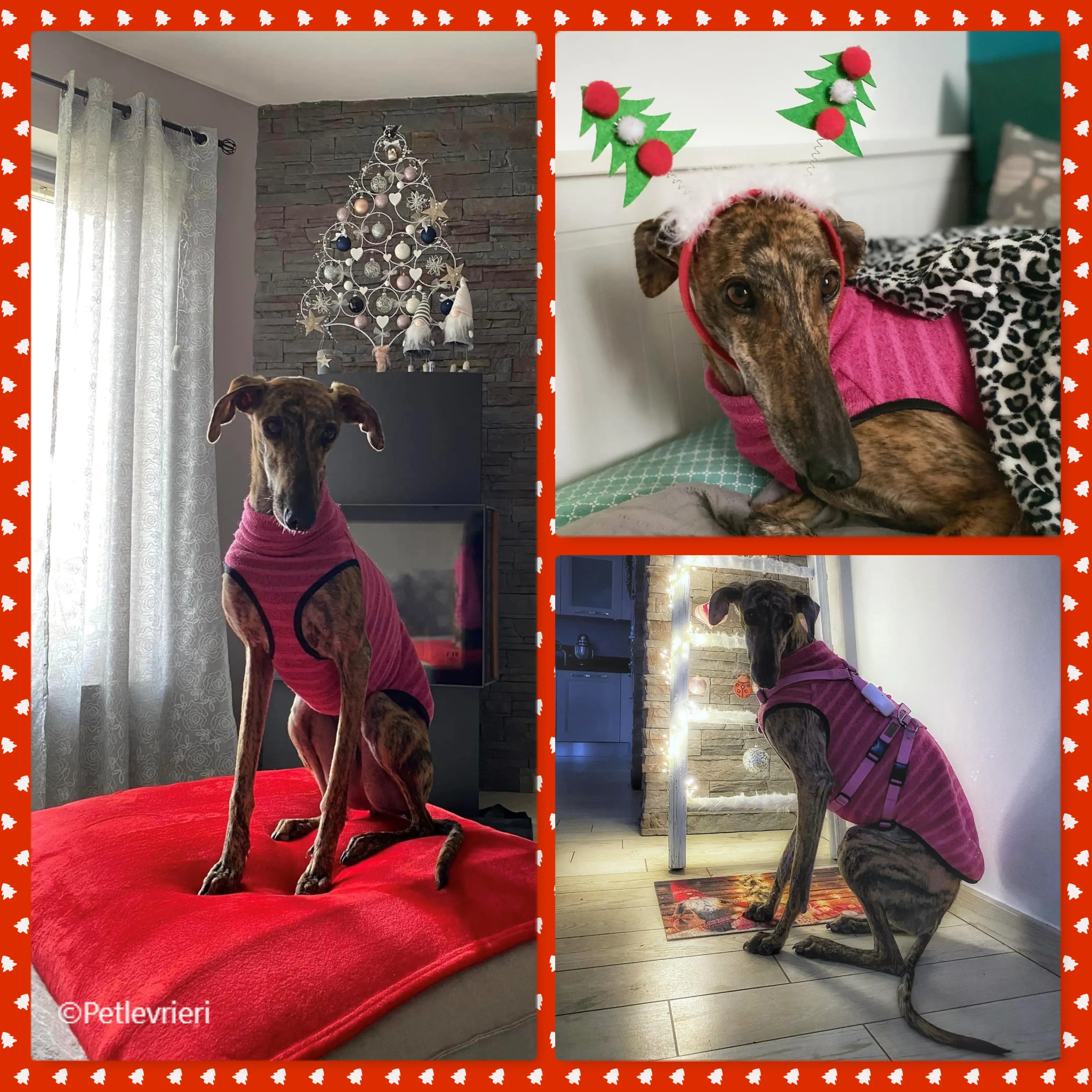 natale 2022 pet levrieri mia