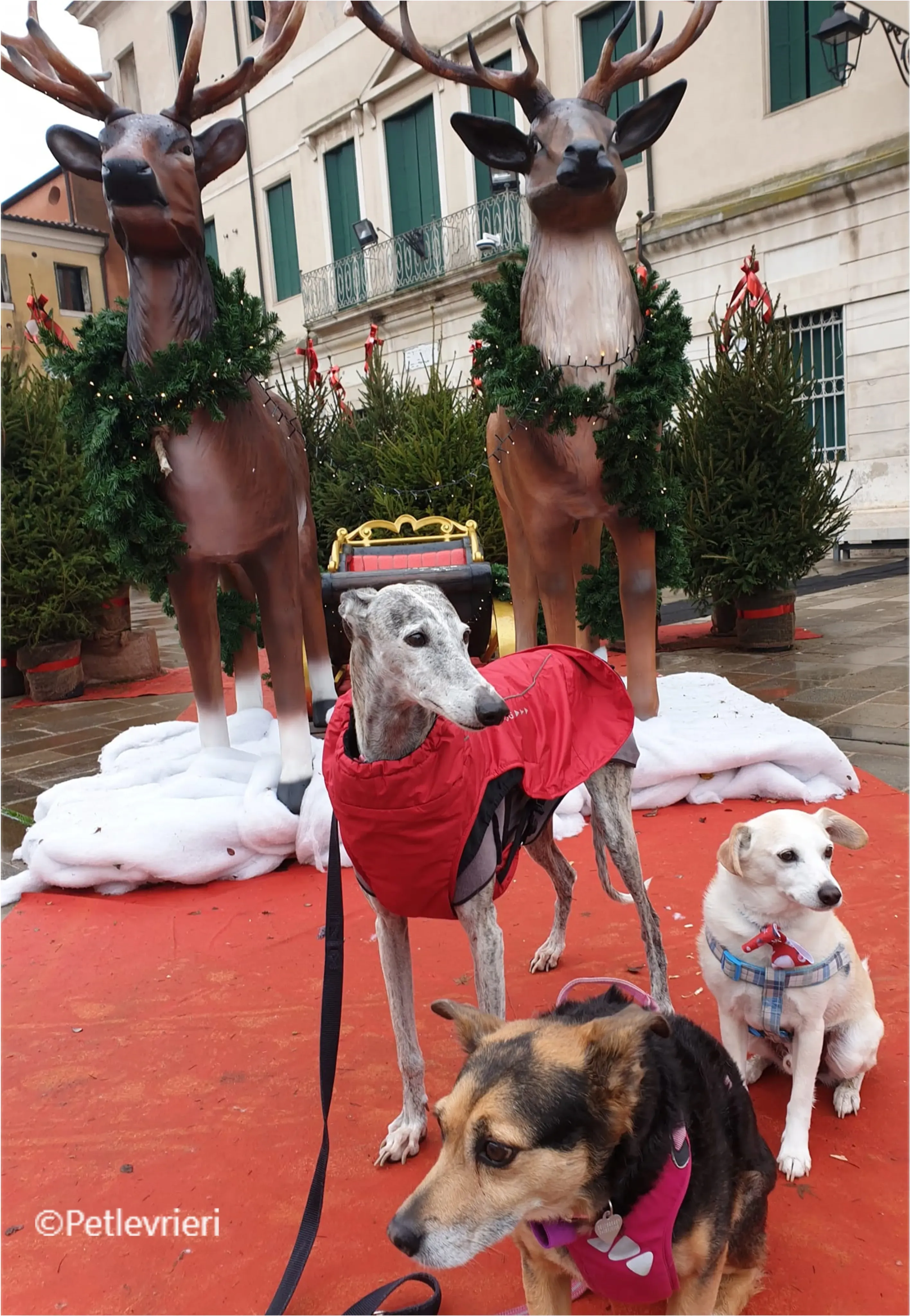 natale 2022 pet levrieri mirtillo mia mio