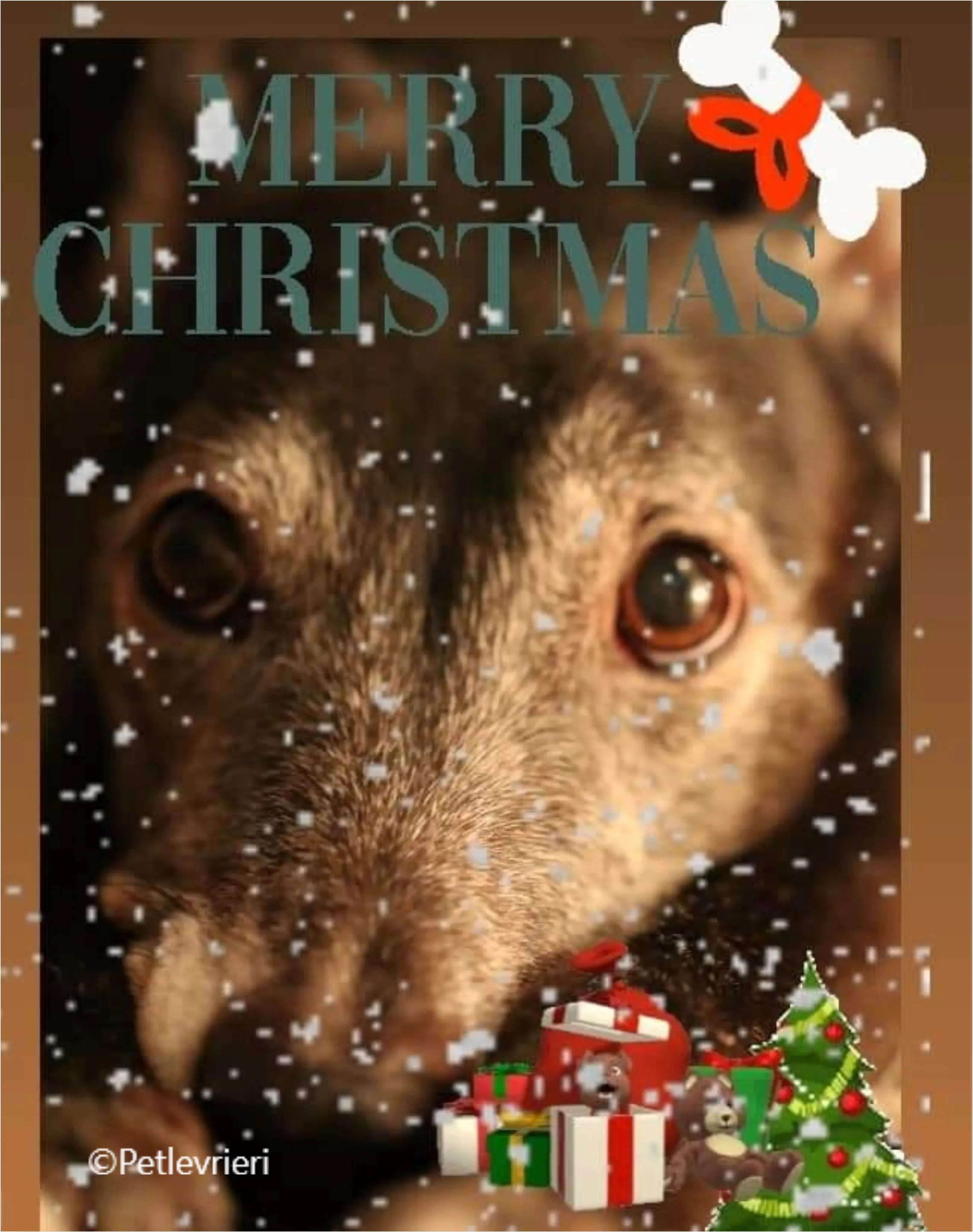 natale 2022 pet levrieri music