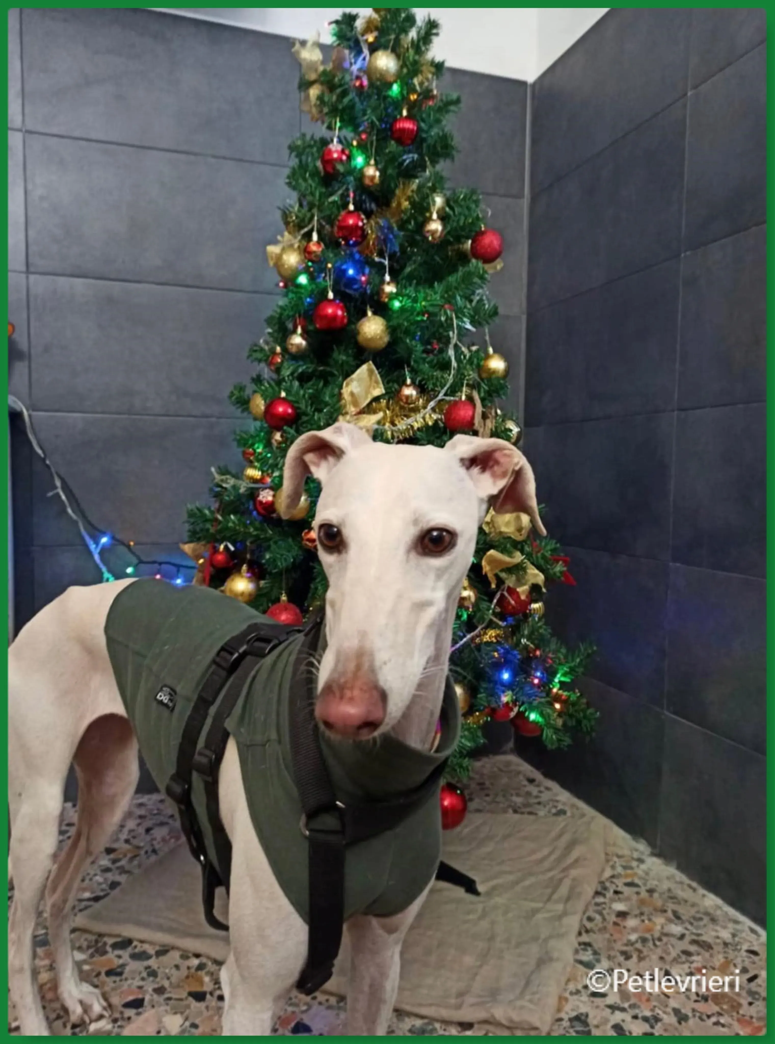 natale 2022 pet levrieri niebla