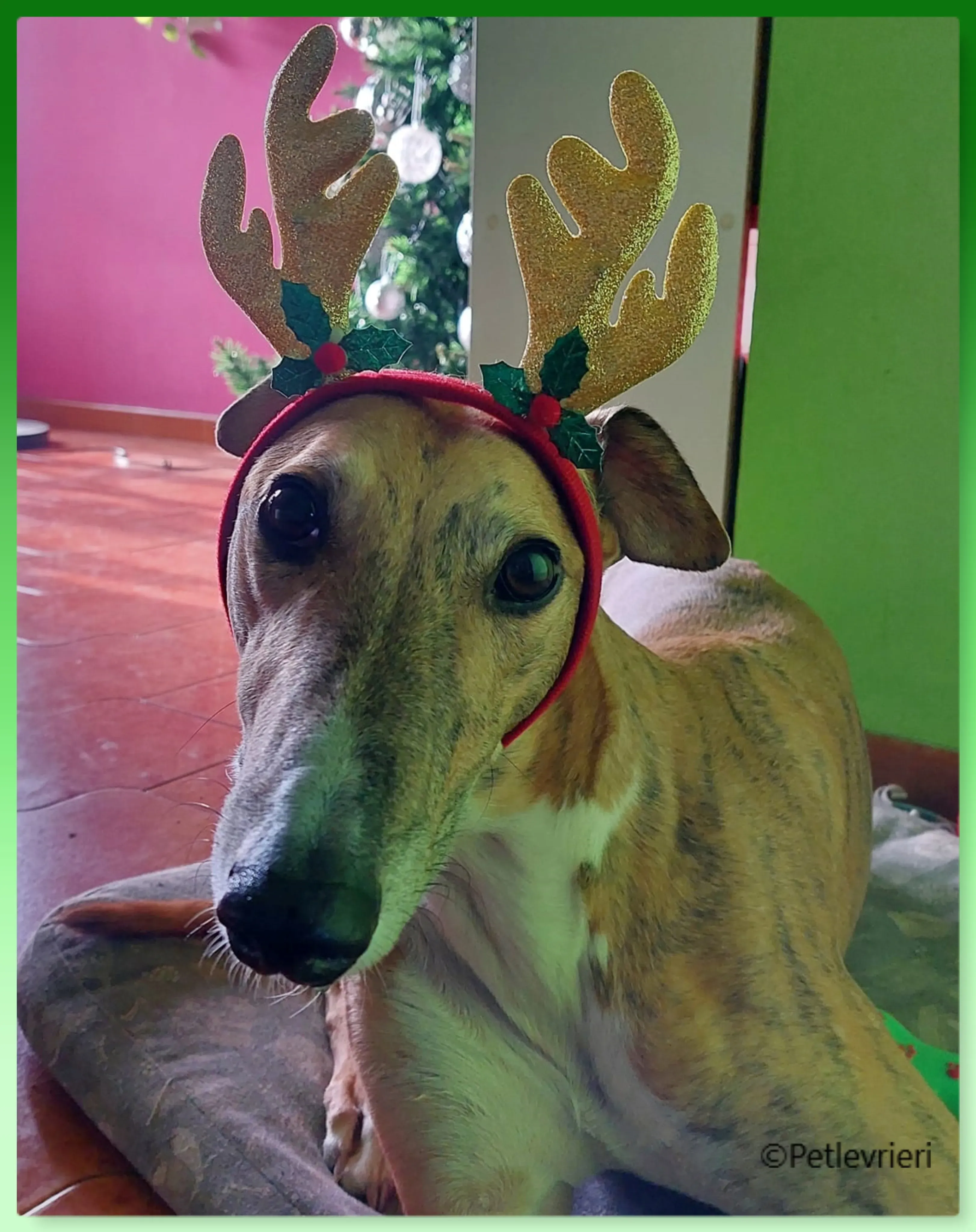 natale 2022 pet levrieri nini