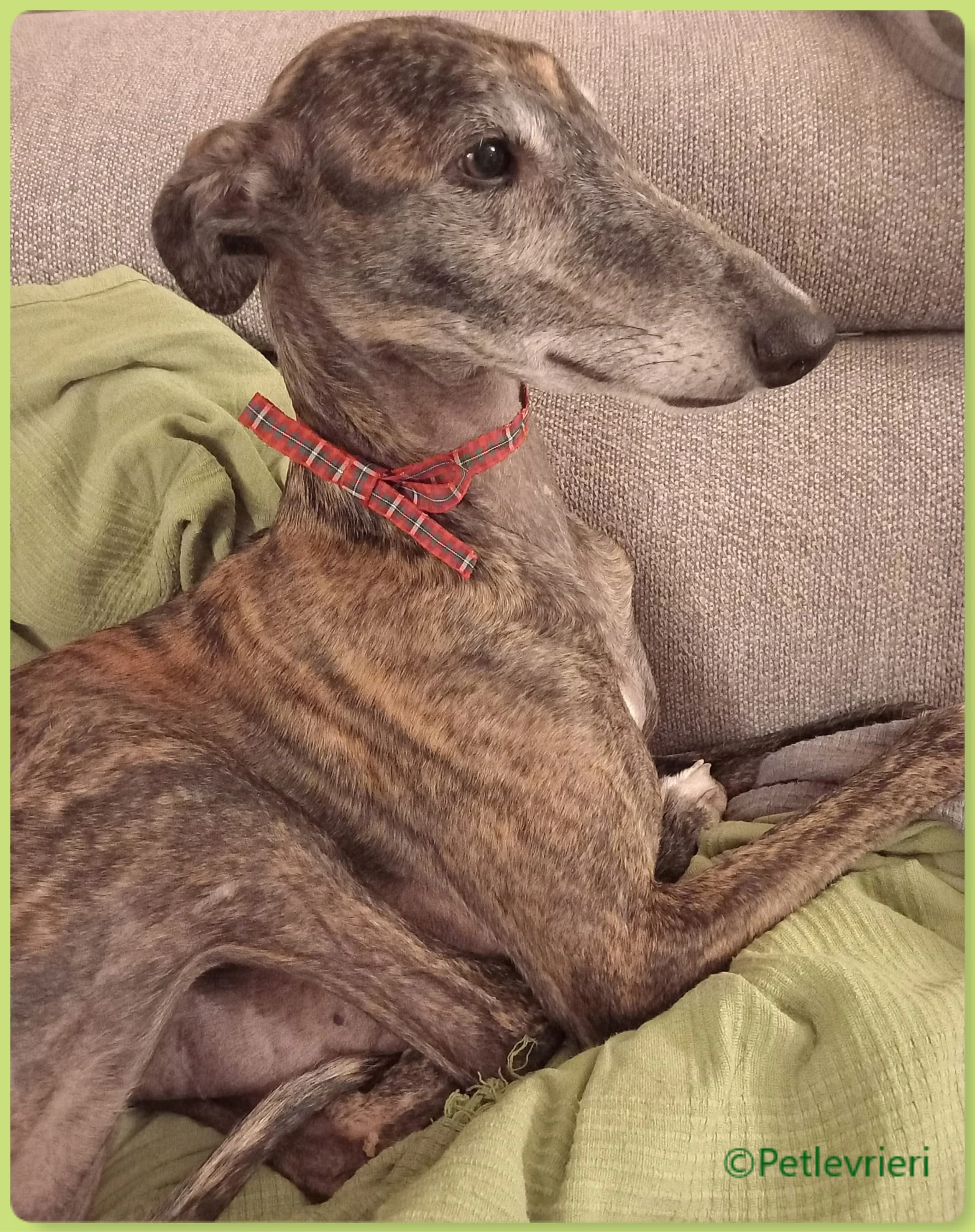 natale 2022 pet levrieri olivia 1