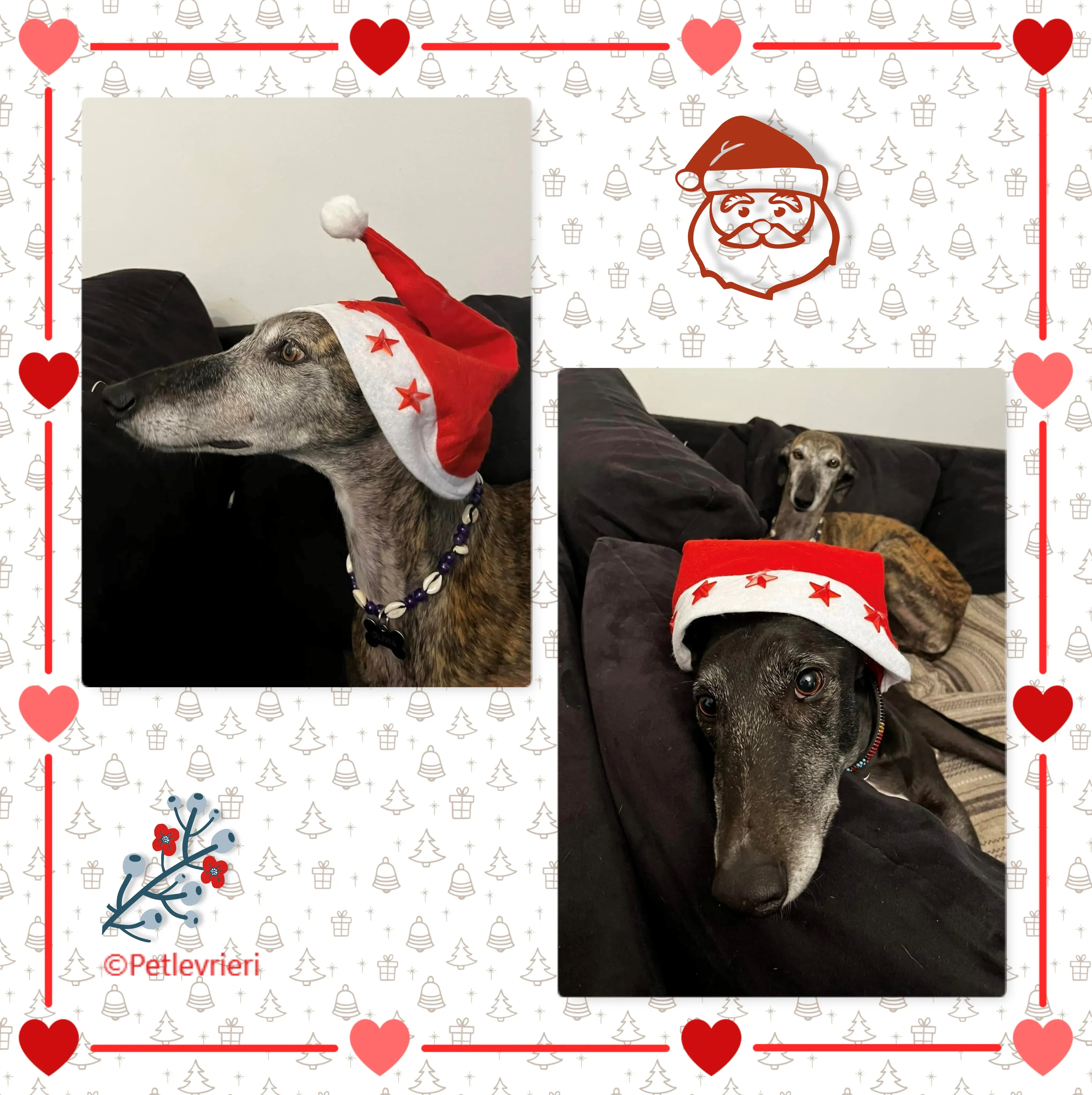 natale 2022 pet levrieri olivia joseph