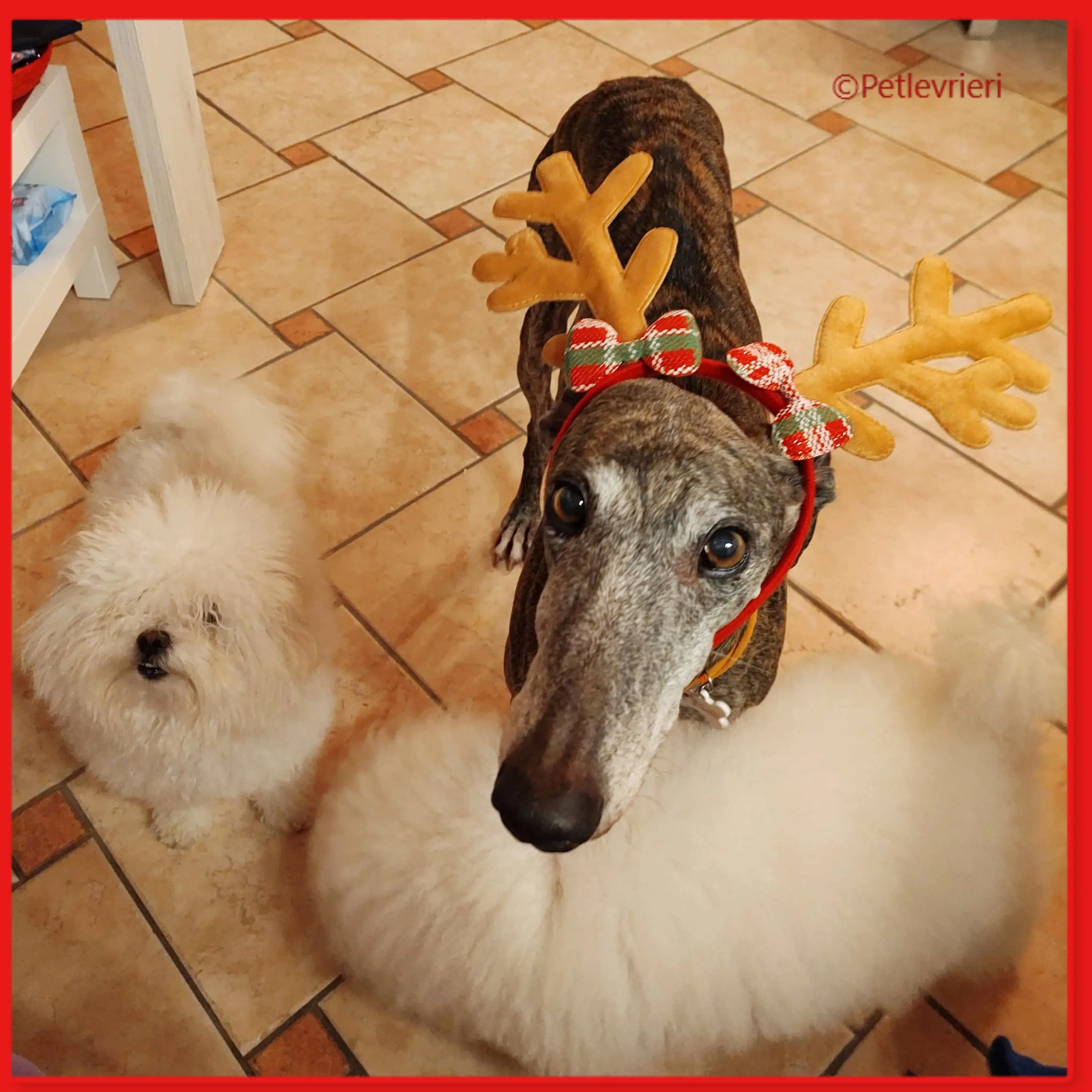 natale 2022 pet levrieri olivia