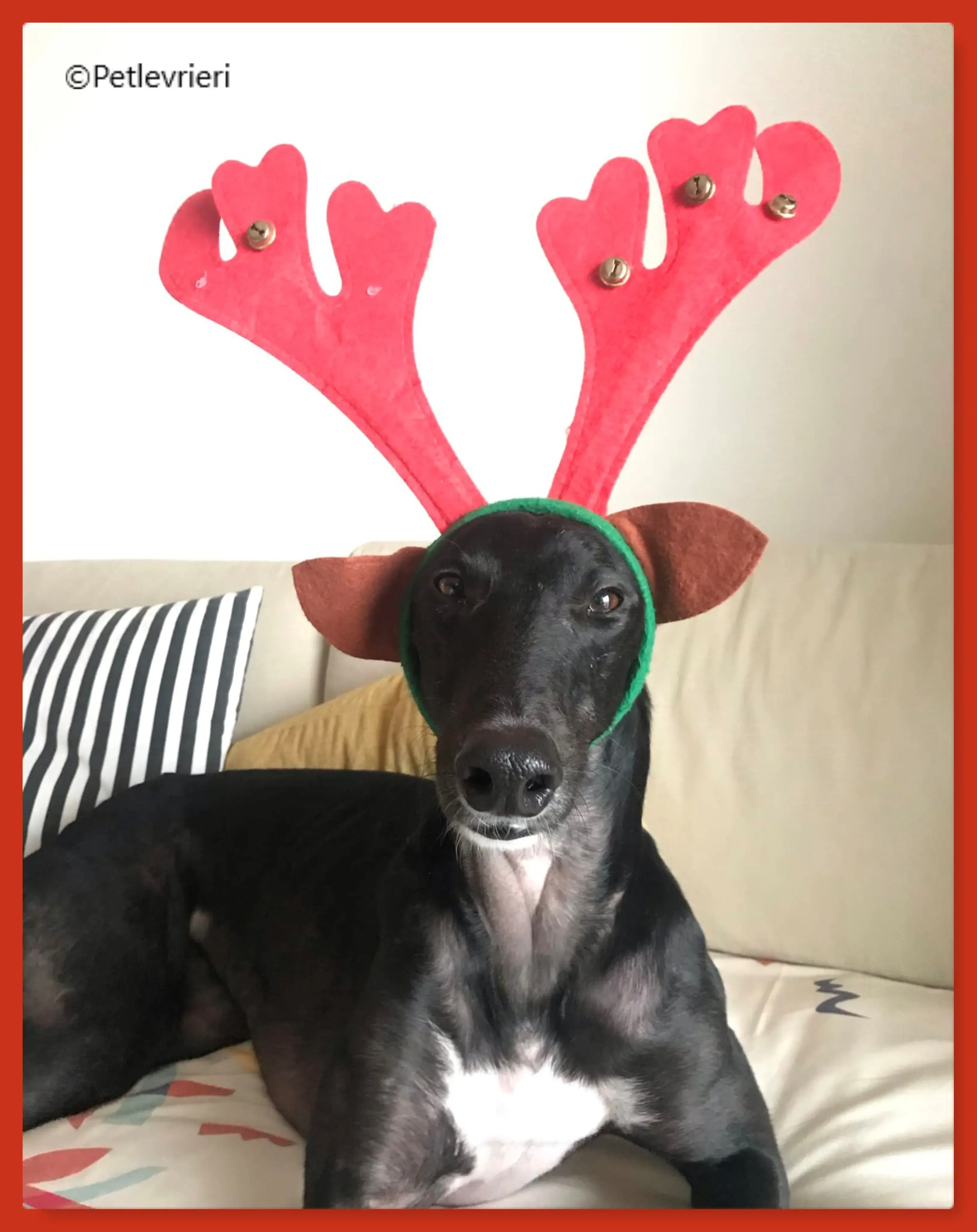 natale 2022 pet levrieri panther