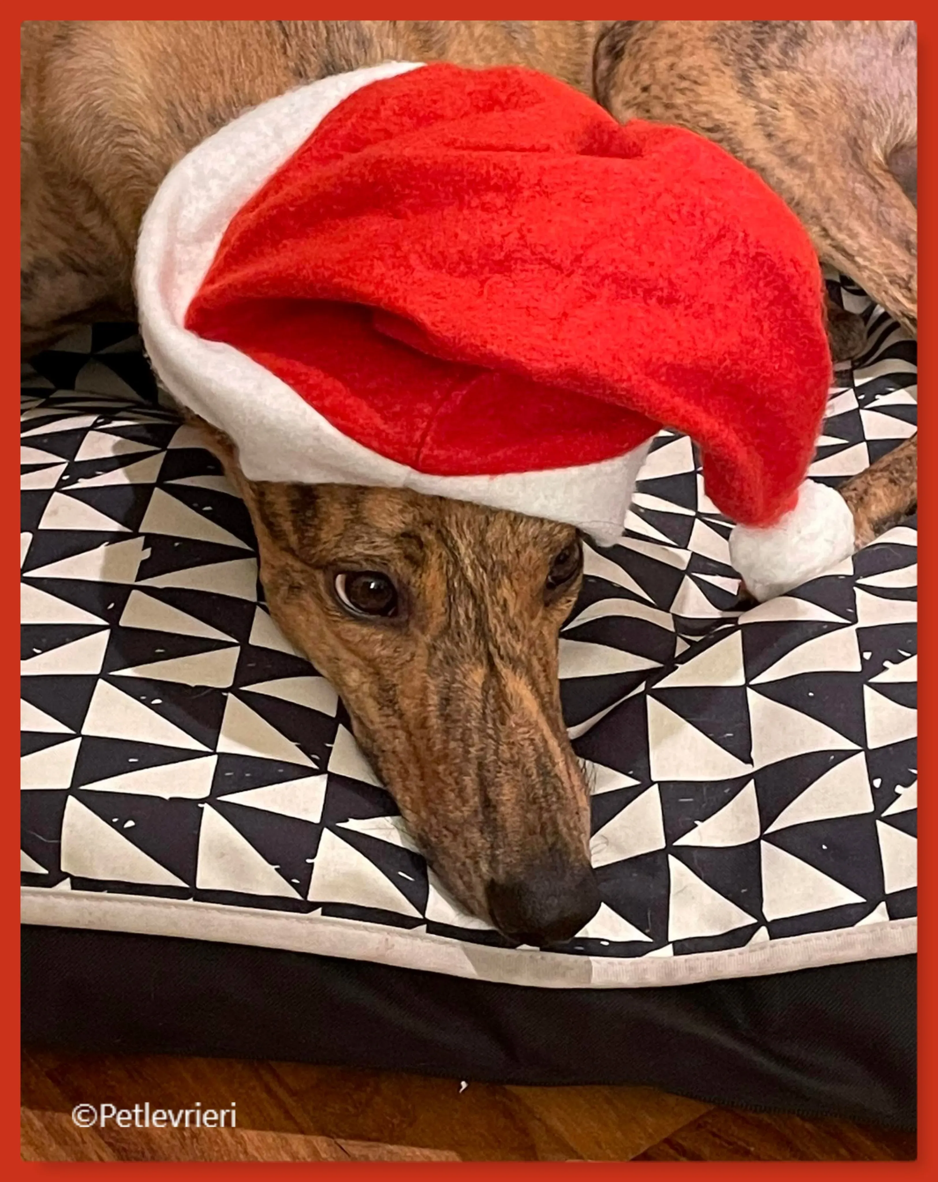 natale 2022 pet levrieri peggy