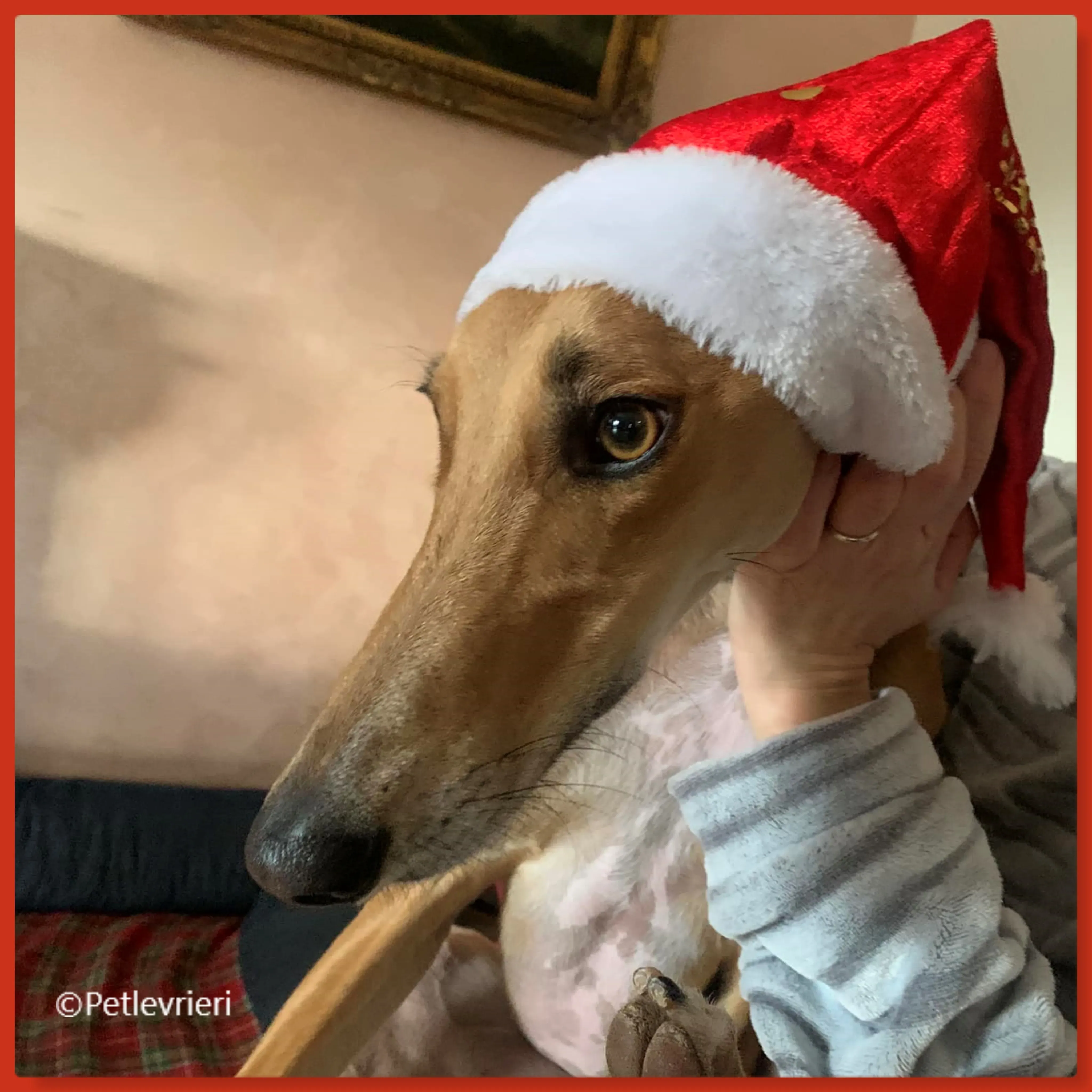 natale 2022 pet levrieri piruletin