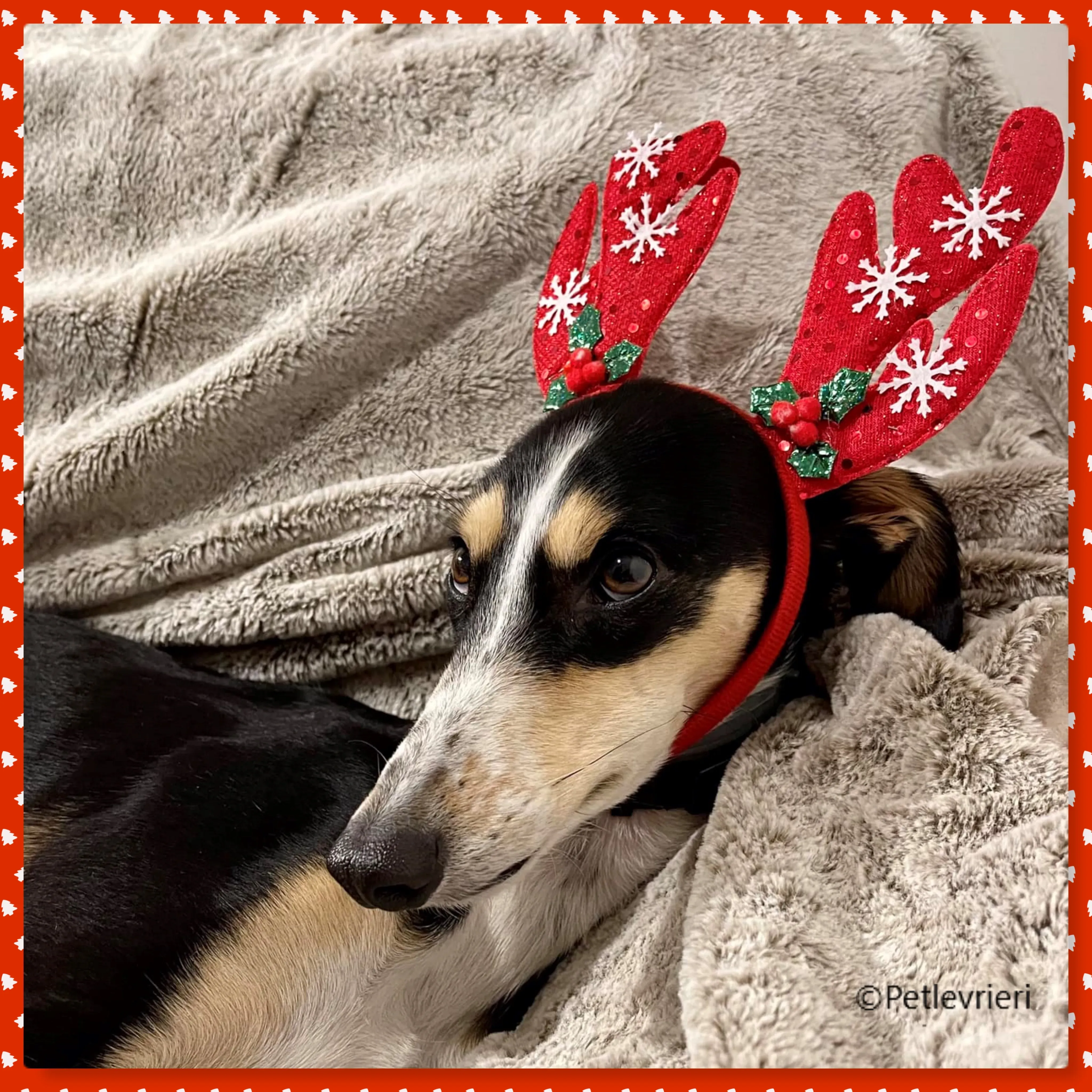 natale 2022 pet levrieri pixie