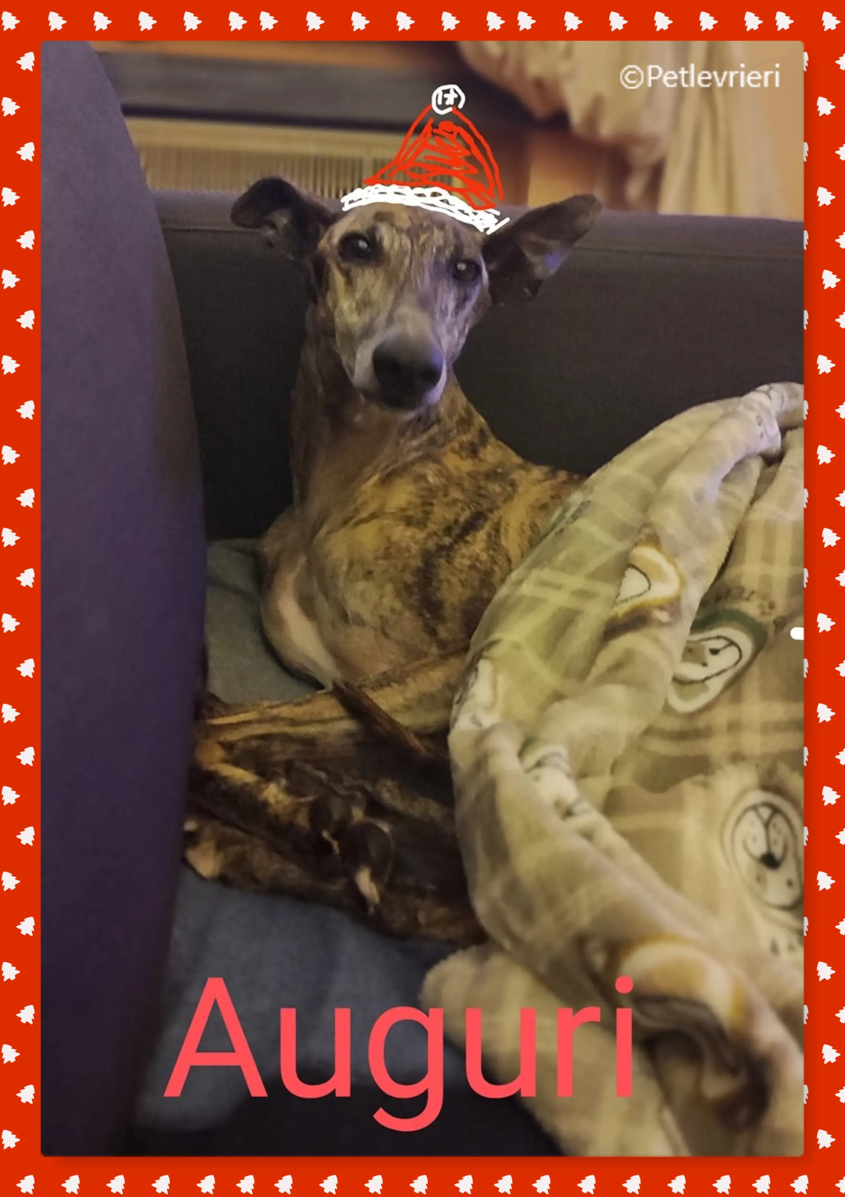 natale 2022 pet levrieri raya
