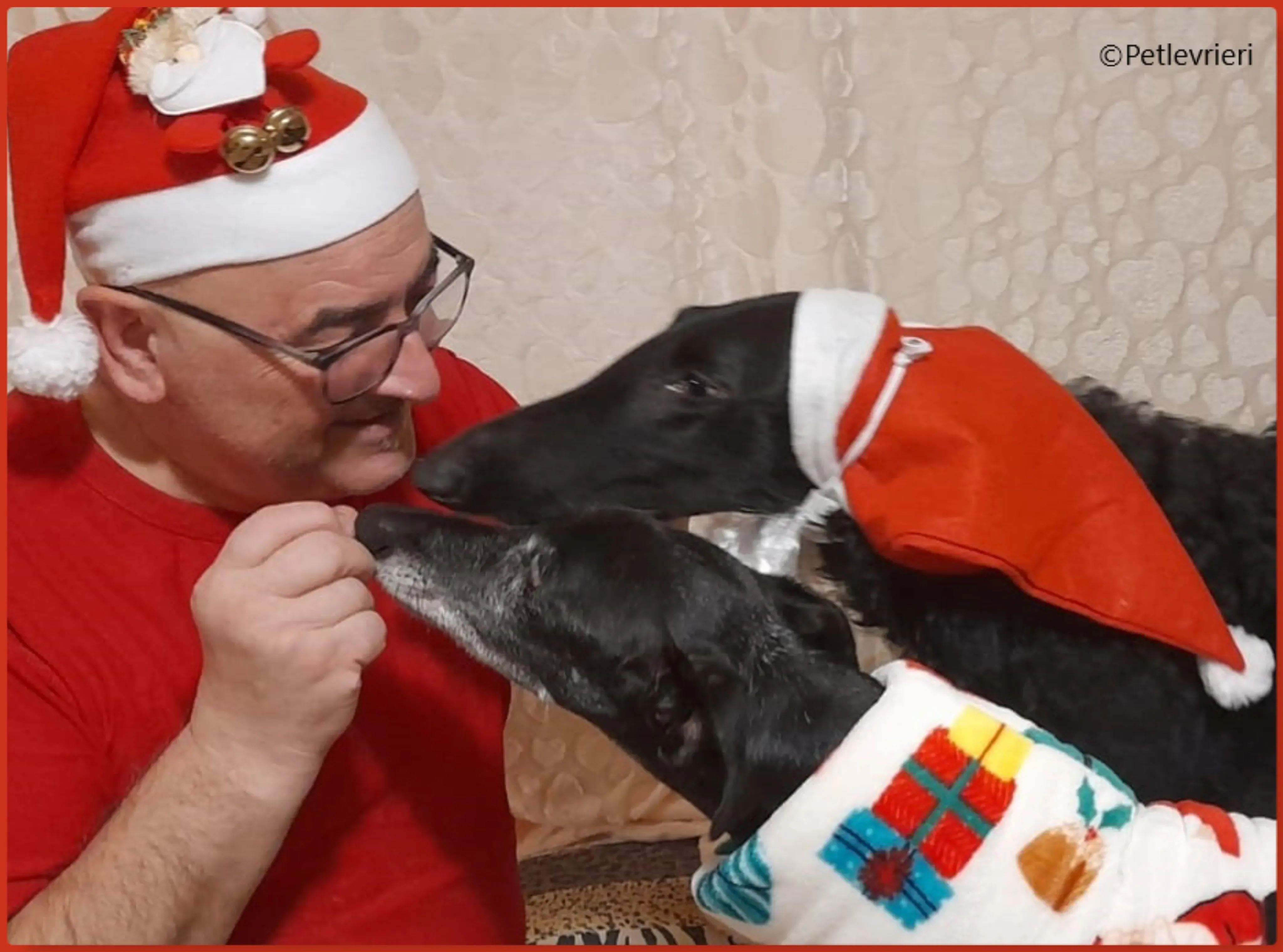 natale 2022 pet levrieri rita