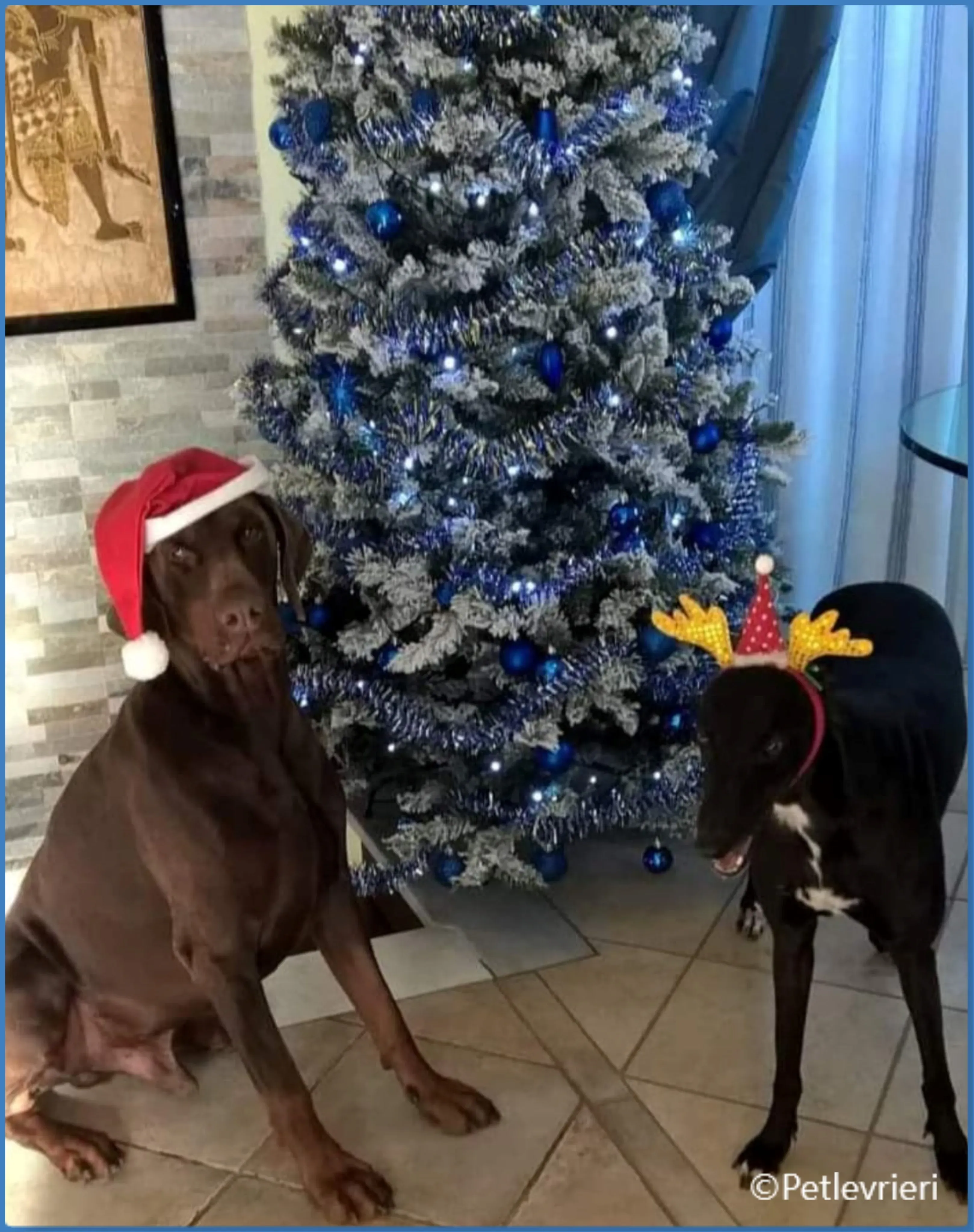 natale 2022 pet levrieri rose schooby