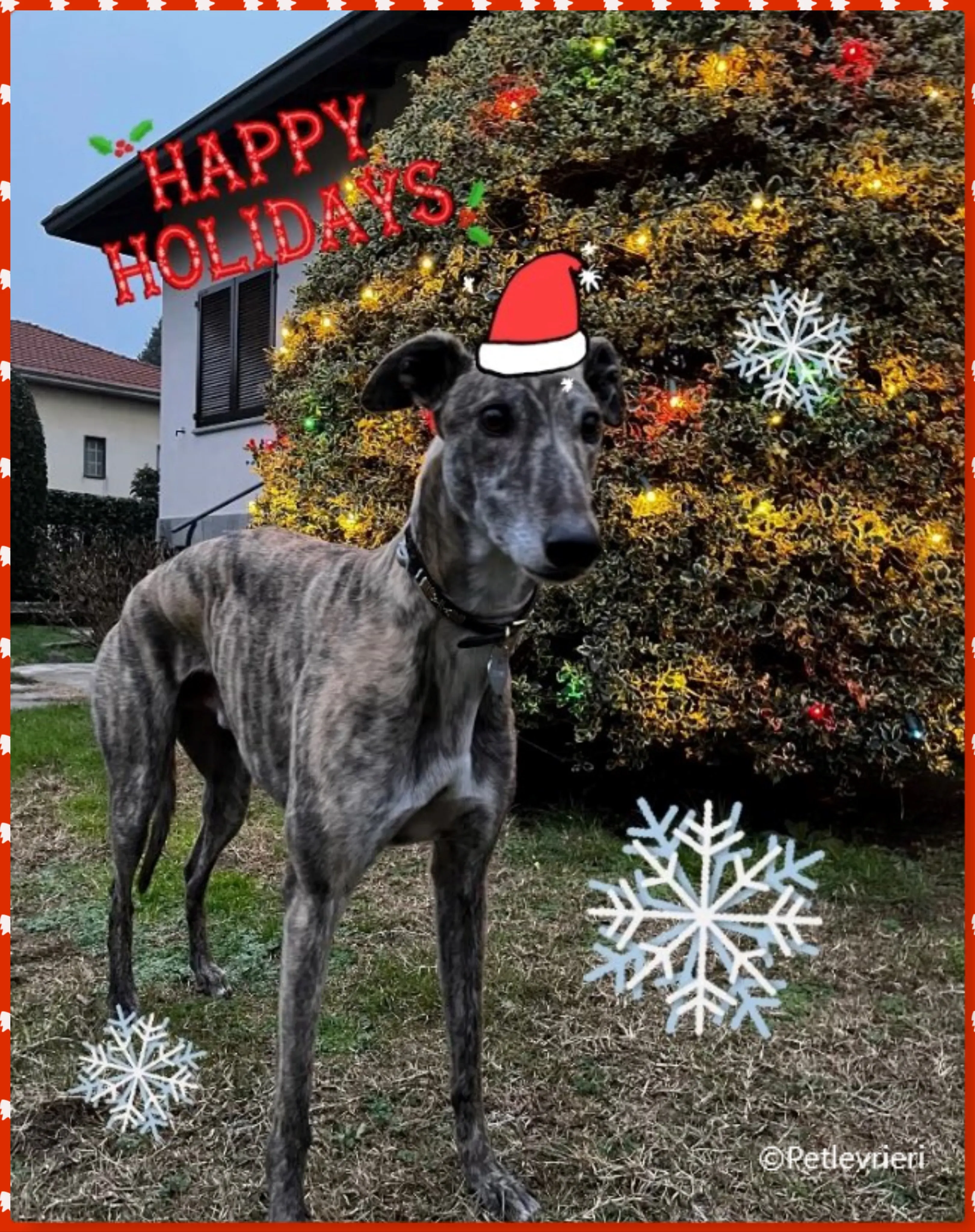 natale 2022 pet levrieri salomon