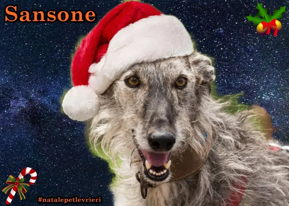 natale 2022 pet levrieri sansone