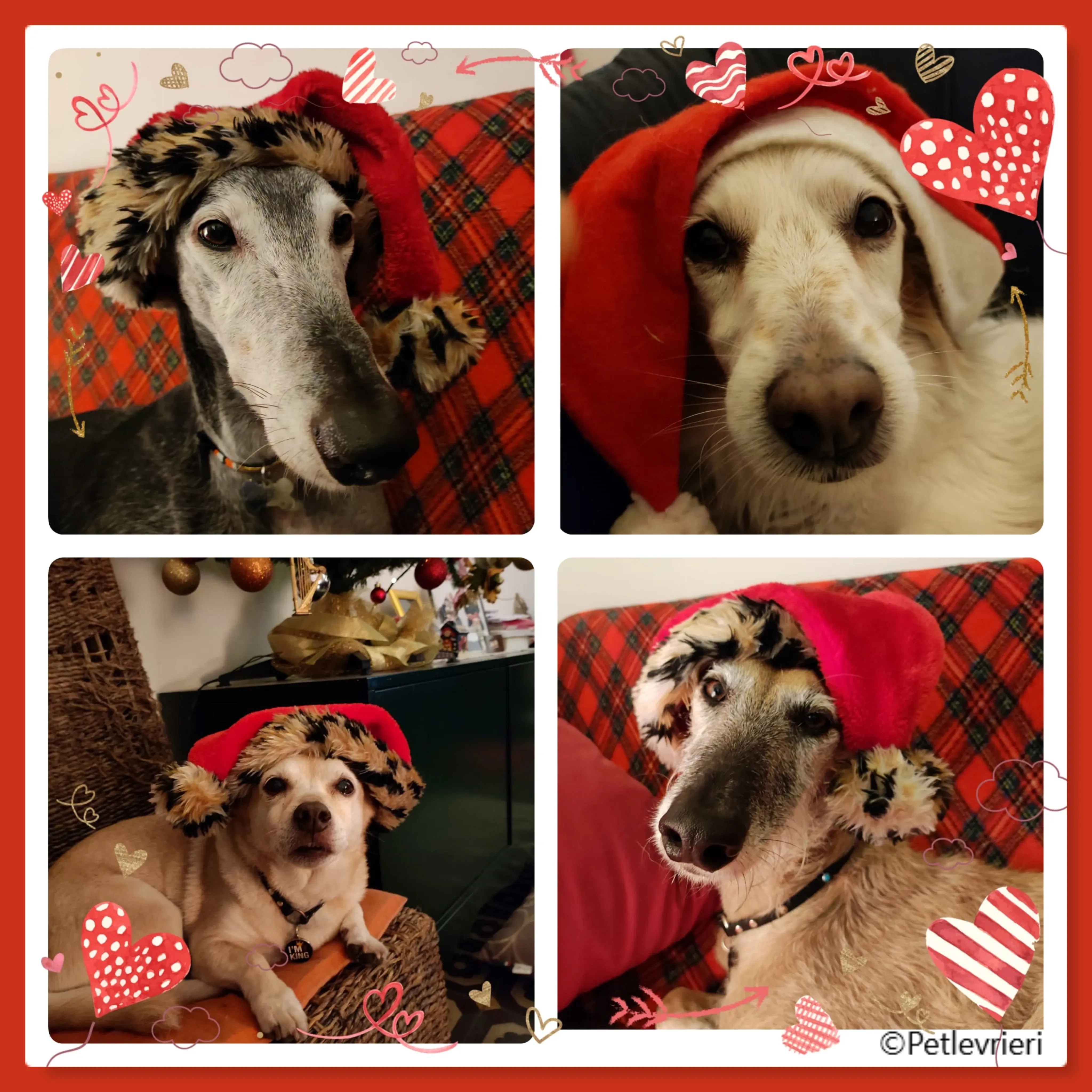 natale 2022 pet levrieri scorpio anita wilson ava