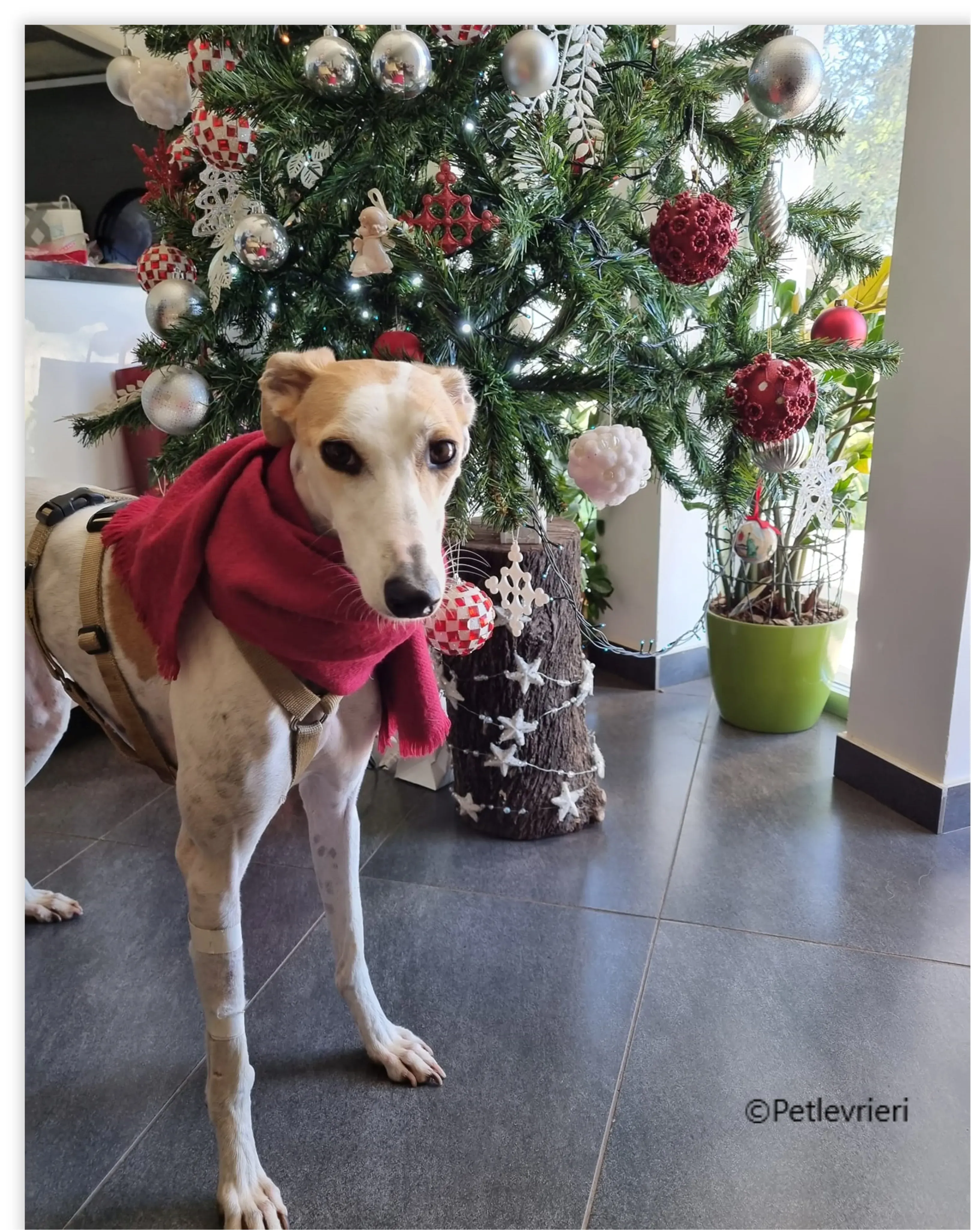 natale 2022 pet levrieri shelly